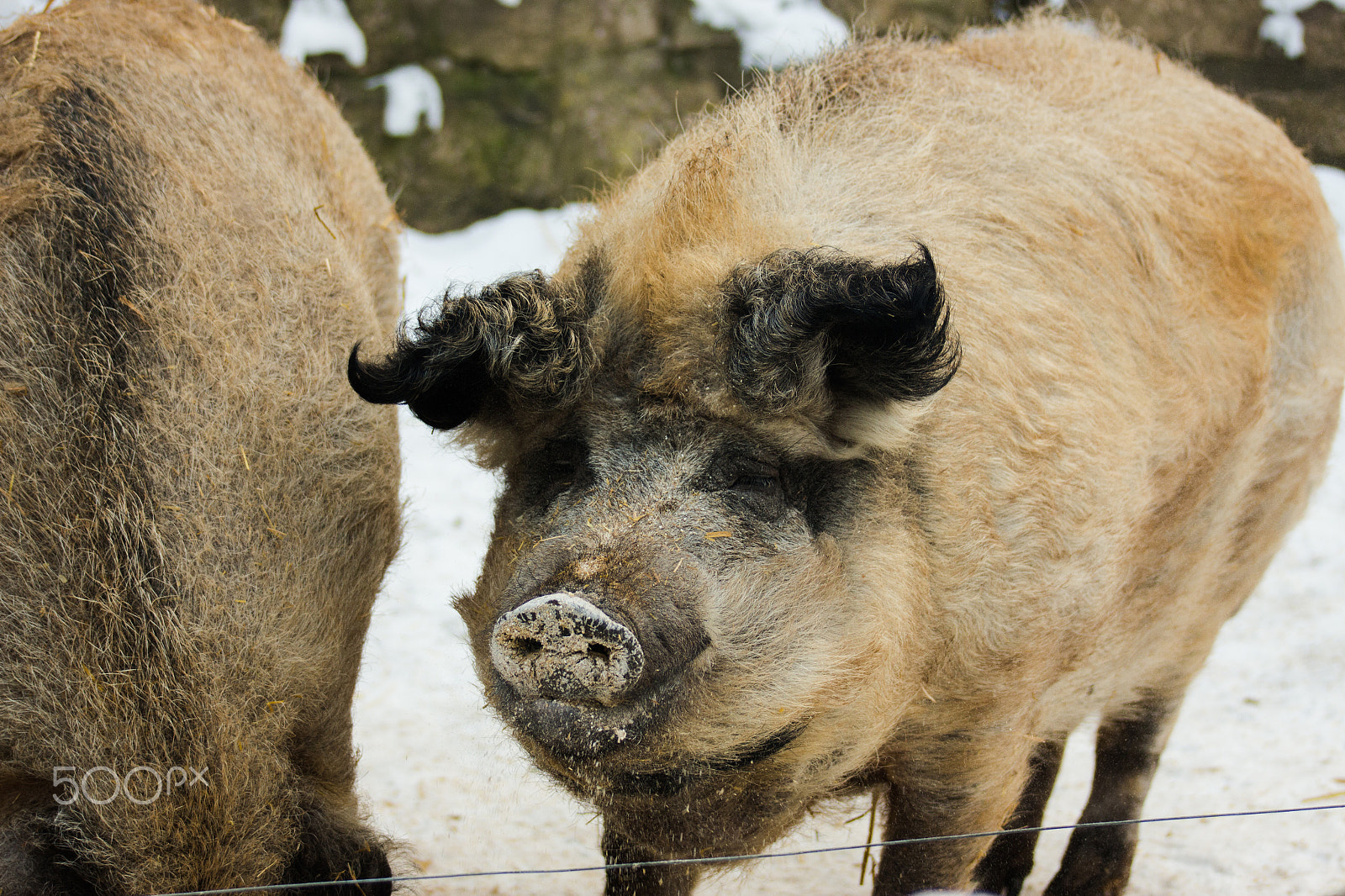 Canon EOS 650D (EOS Rebel T4i / EOS Kiss X6i) sample photo. Mangalica - wildlife park hundshaupten photography