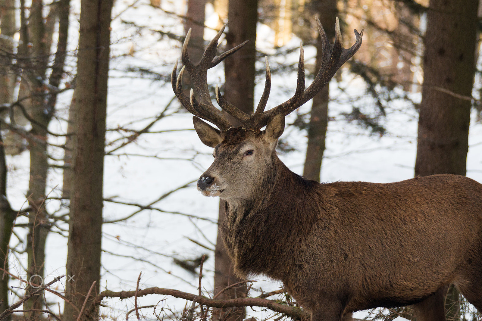 Canon EOS 650D (EOS Rebel T4i / EOS Kiss X6i) sample photo. Red deer stag - wildlife park hundshaupten photography