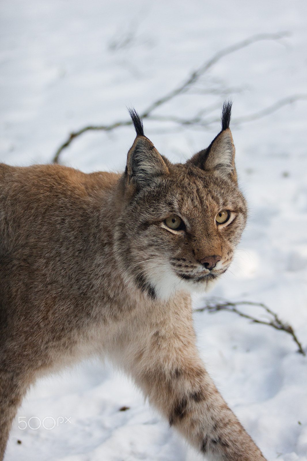 Canon EOS 650D (EOS Rebel T4i / EOS Kiss X6i) + Sigma 50-200mm F4-5.6 DC OS HSM sample photo. Eurasian lynx - wildlife park hundshaupten photography