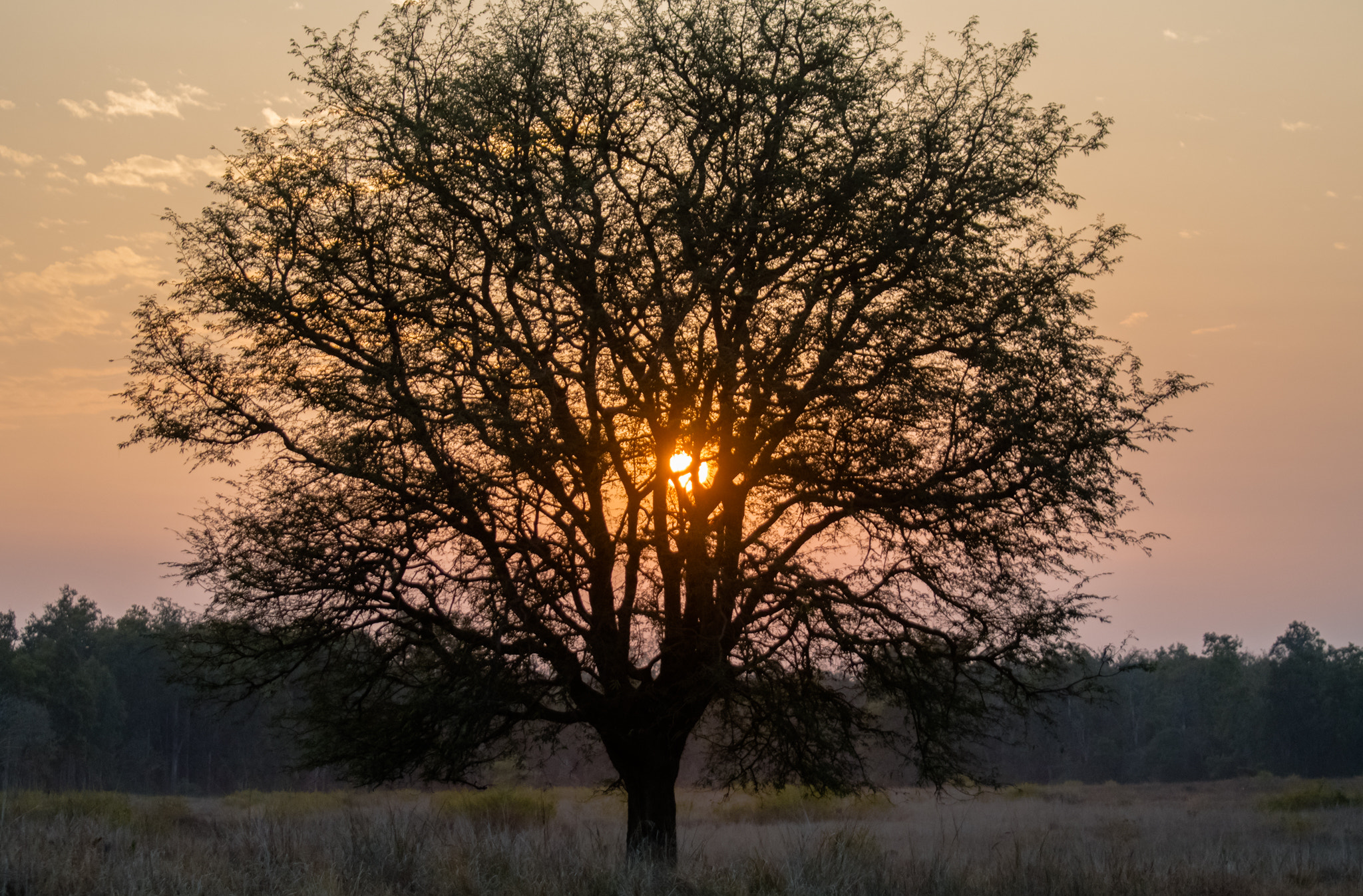 Nikon D500 sample photo. Sunset at kanha photography