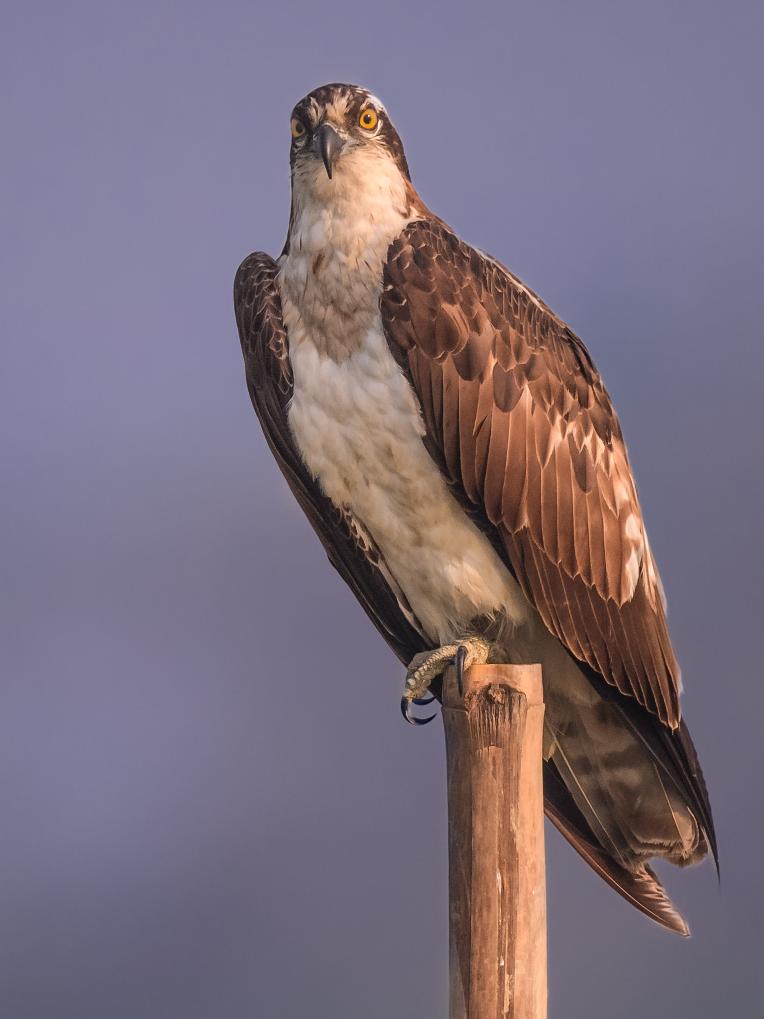 Nikon AF-S Nikkor 800mm F5.6E FL ED VR sample photo. Osprey pandion haliaetus photography