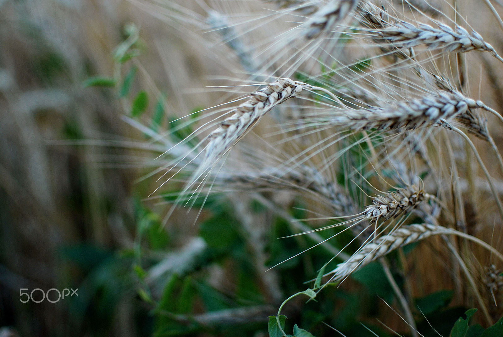 Nikon D80 sample photo. Wheat photography