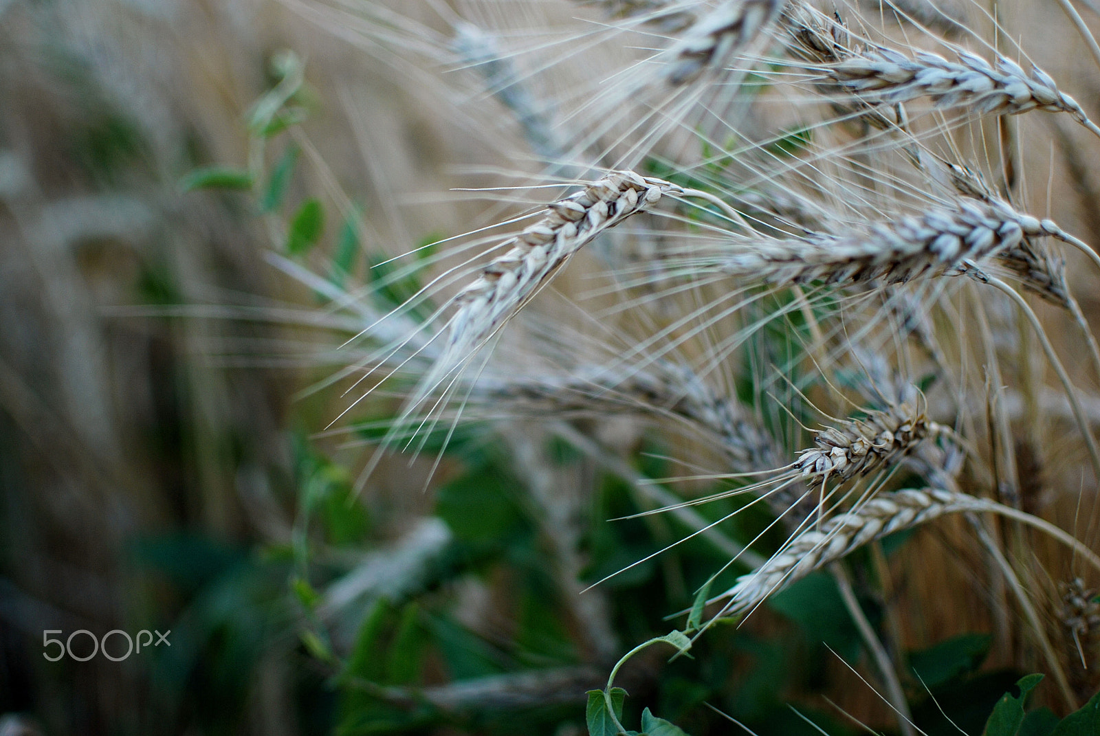 Nikon D80 + Nikon AF-S DX Nikkor 35mm F1.8G sample photo. Wheat photography