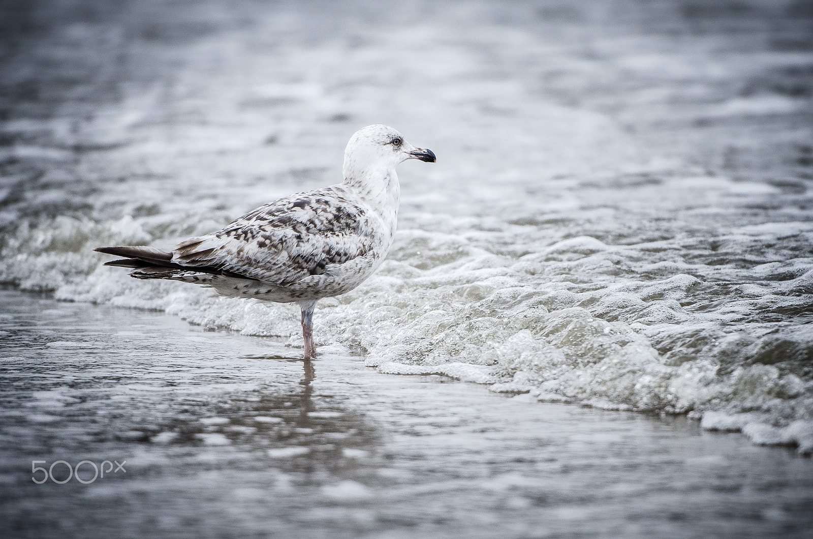 Nikon AF-S Nikkor 70-200mm F2.8G ED VR II sample photo. Seagull photography