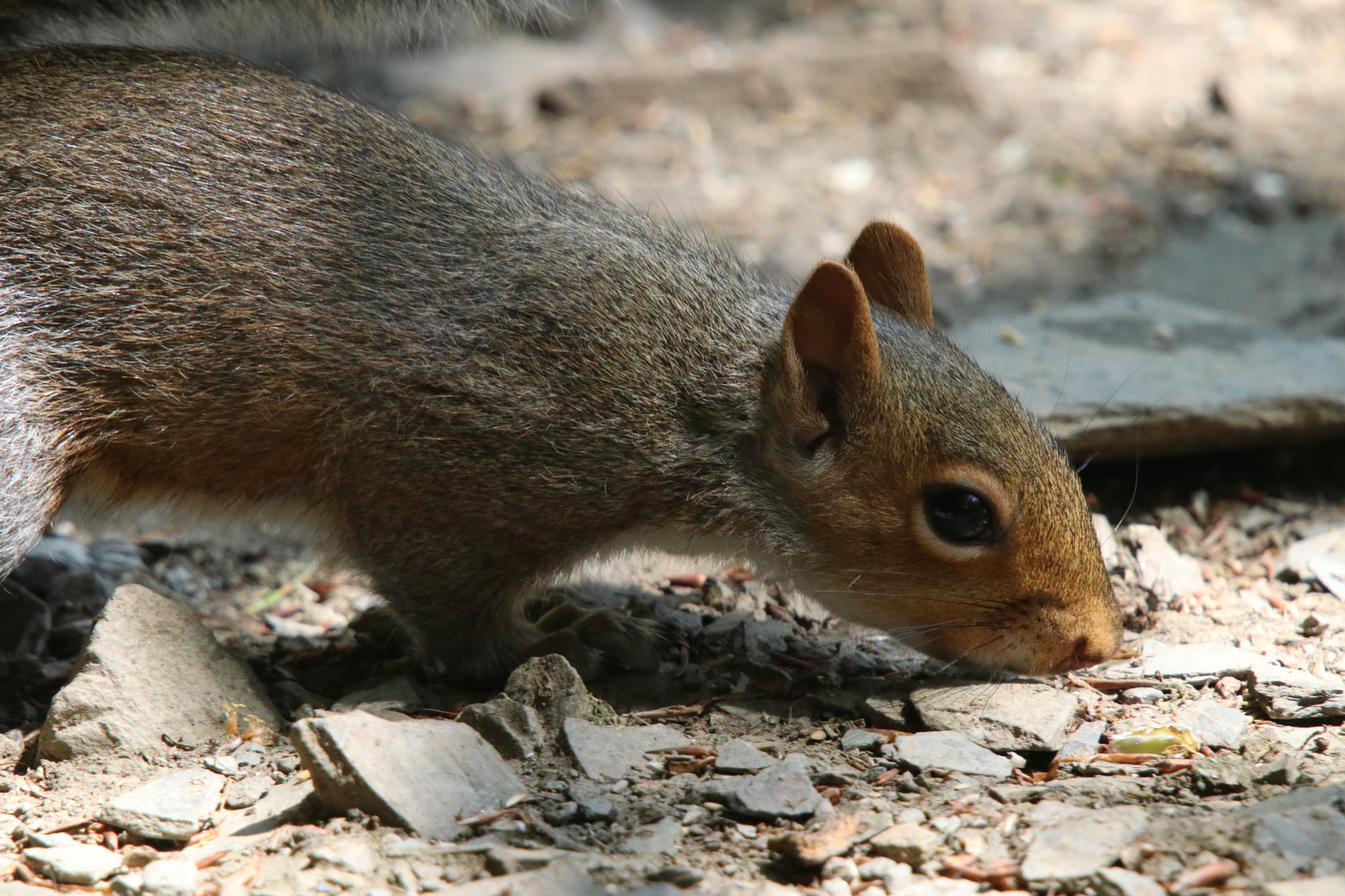 Sigma 50-500mm f/4-6.3 APO HSM EX sample photo. Squirrel photography