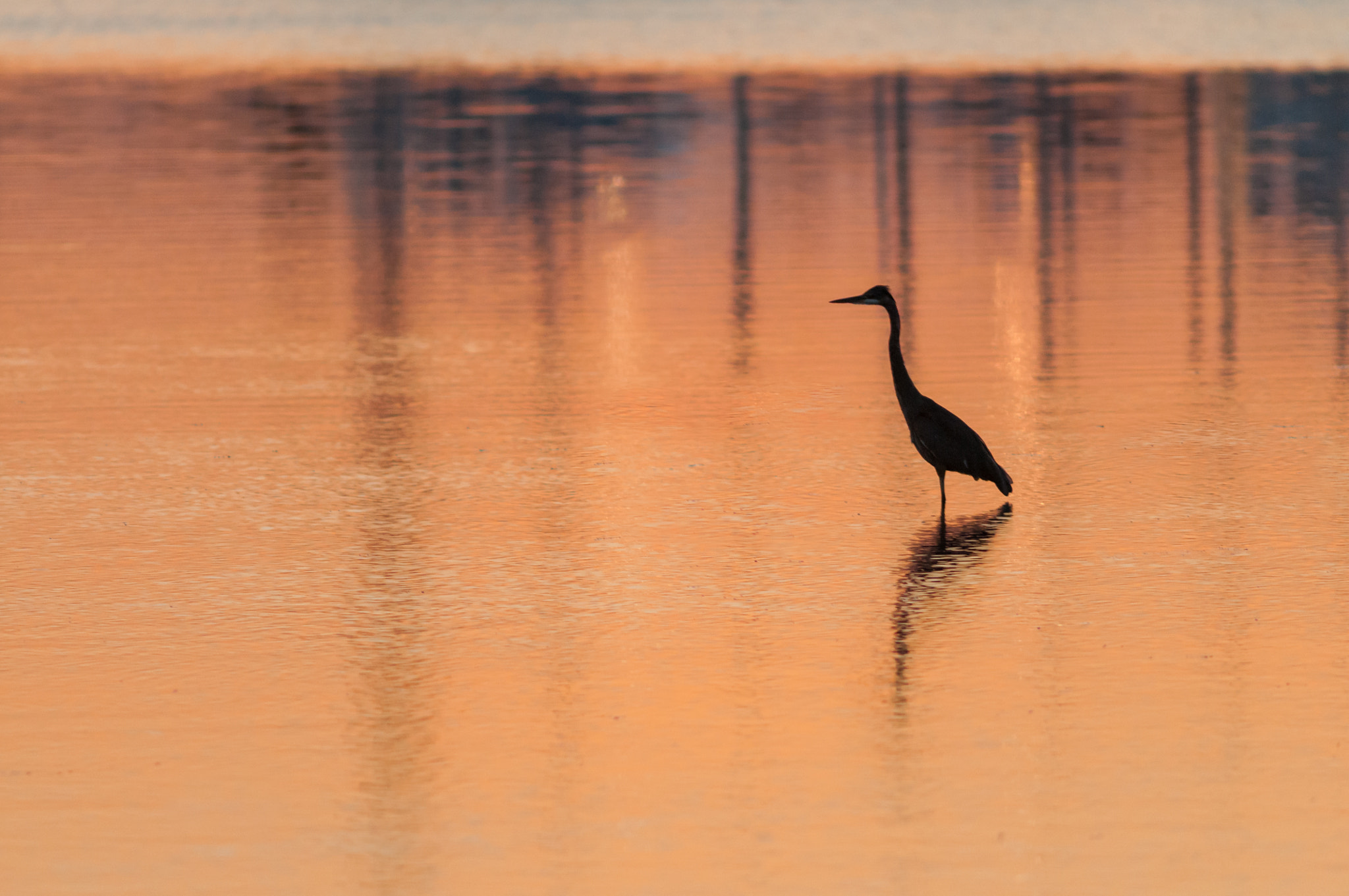 Nikon D300 sample photo. Blue heron sunset photography