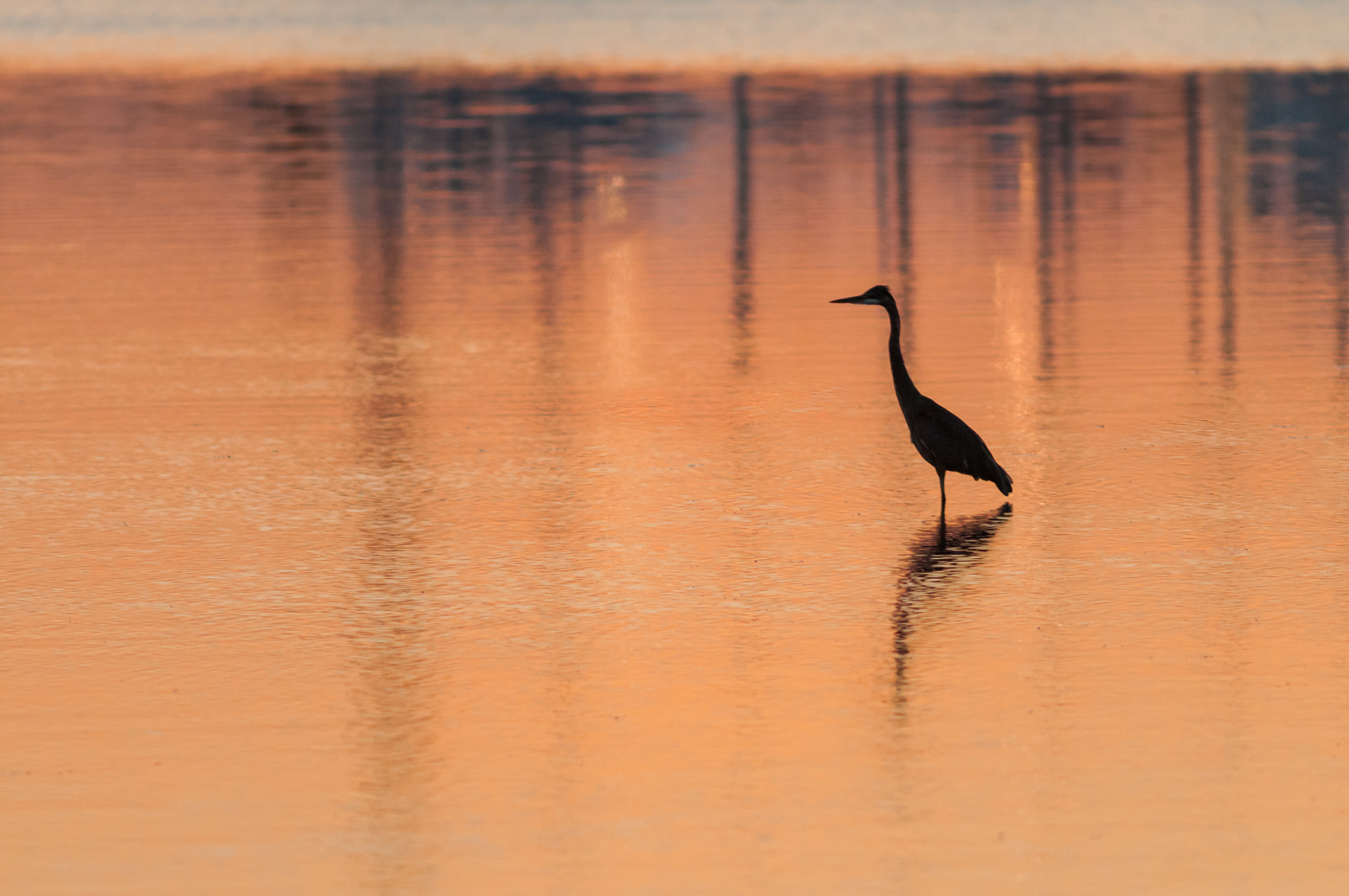 Nikon D300 + AF Nikkor 300mm f/4 IF-ED sample photo. Blue heron sunset photography