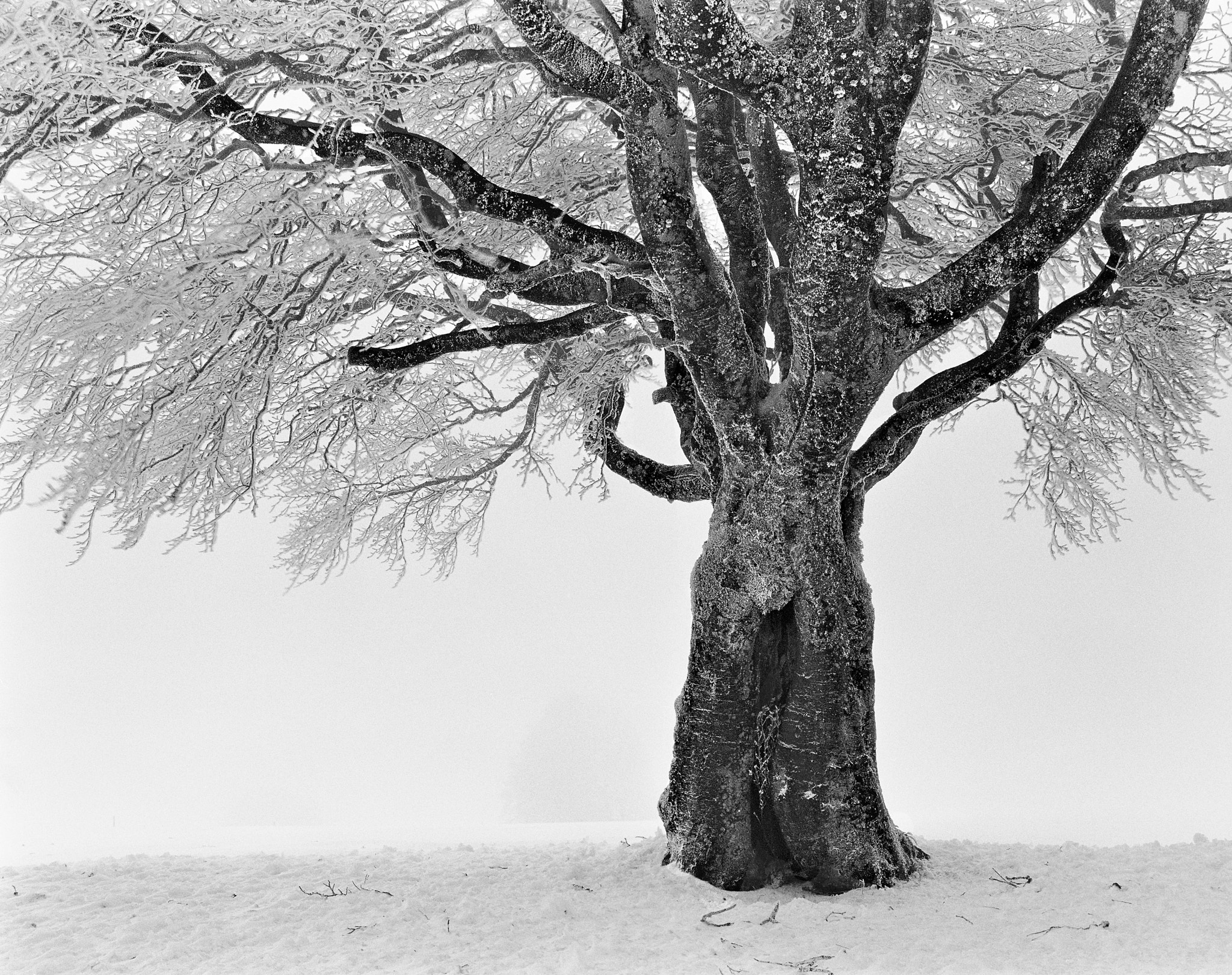 Canon EF 50mm F2.5 Macro sample photo. Frosty photography