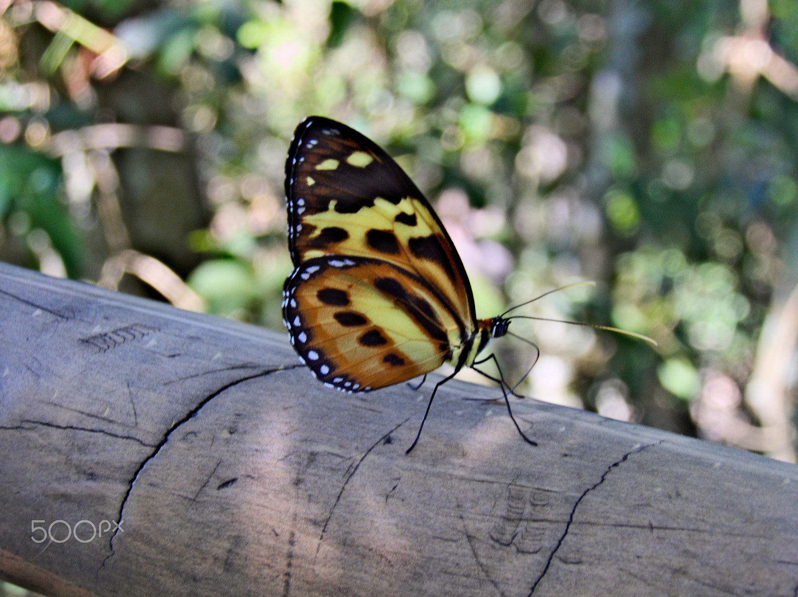 Kodak EasyShare Z990 (EasyShare Max) sample photo. Butterfly [iguazu argentina] photography