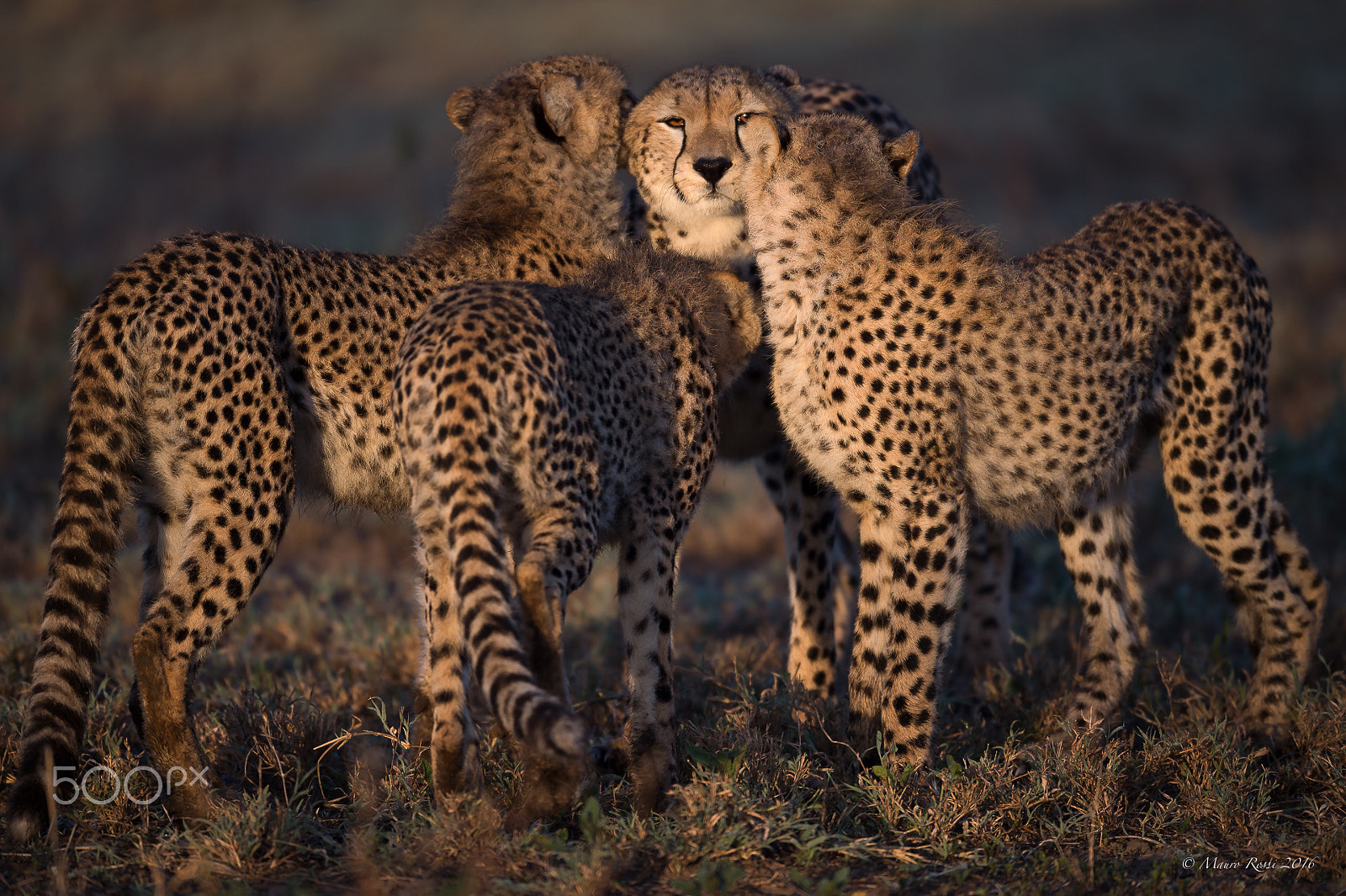 Nikon D4S sample photo. "at sunrise..." cheetahs. photography