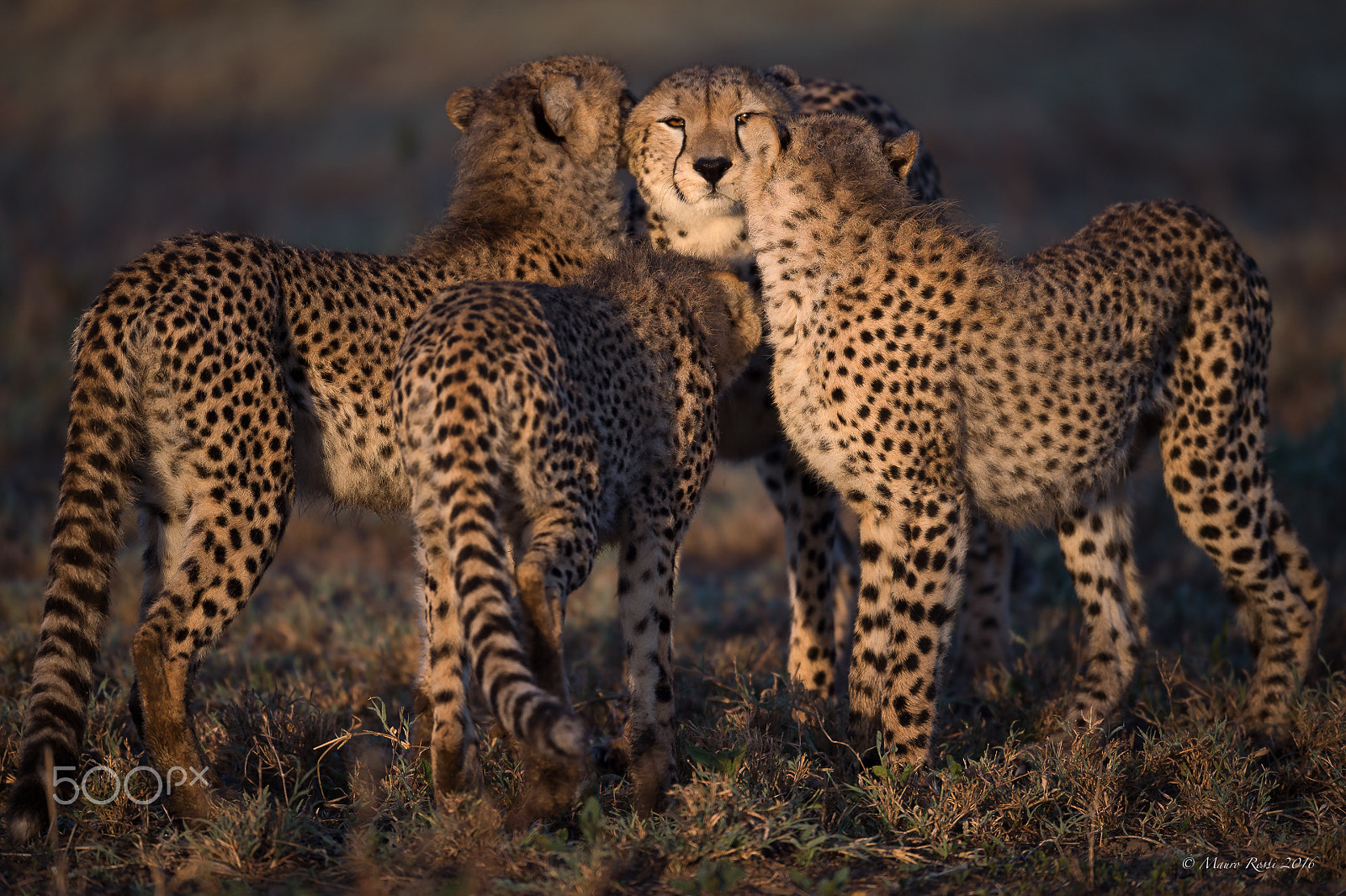 Nikon AF-S Nikkor 500mm F4E FL ED VR sample photo. "at sunrise..." cheetahs. photography