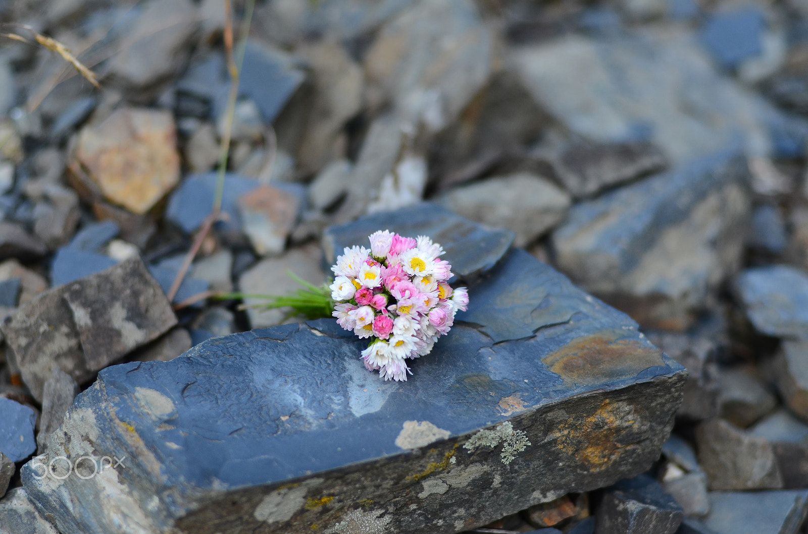 Nikon D7000 + Nikon AF Nikkor 50mm F1.4D sample photo. Tiny flowers from shatili photography