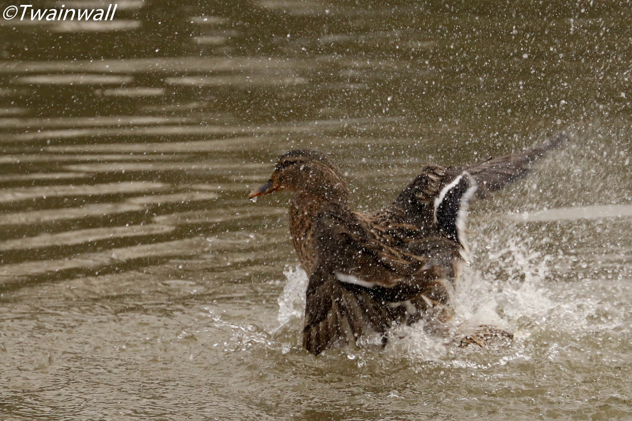 Canon EOS 70D sample photo. Female mallard duck photography