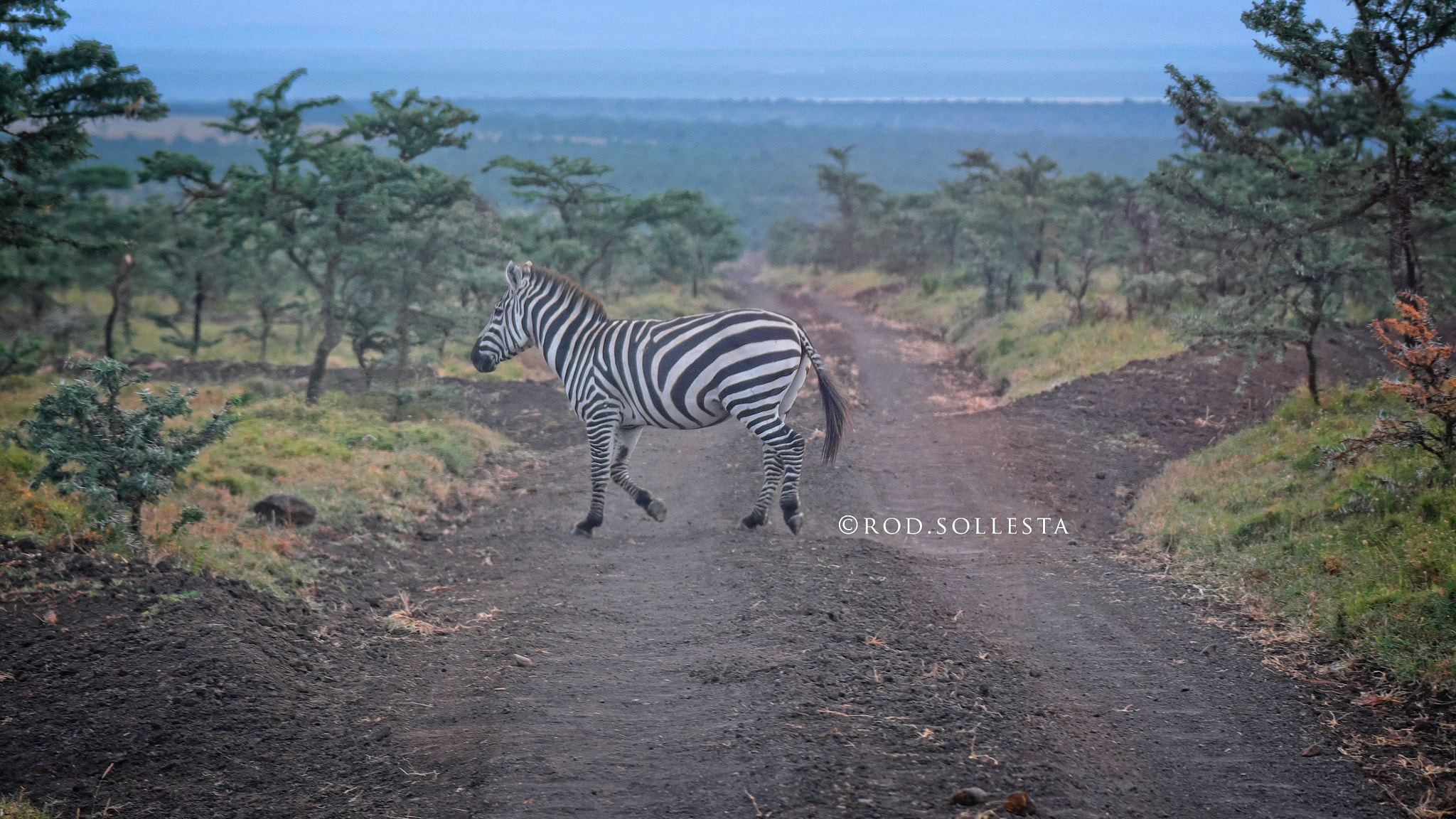 Fujifilm X-Pro2 sample photo. Zebra crossing. literally. photography