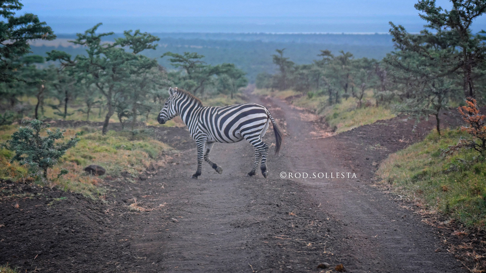 Fujifilm XF 100-400mm F4.5-5.6 R LM OIS WR sample photo. Zebra crossing. literally. photography