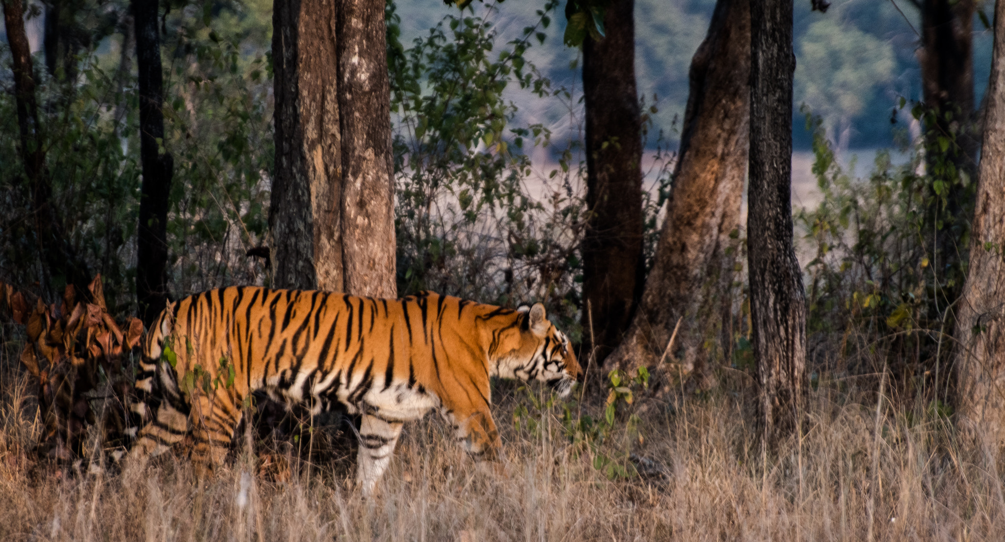 Nikon D500 sample photo. The mighty beast photography