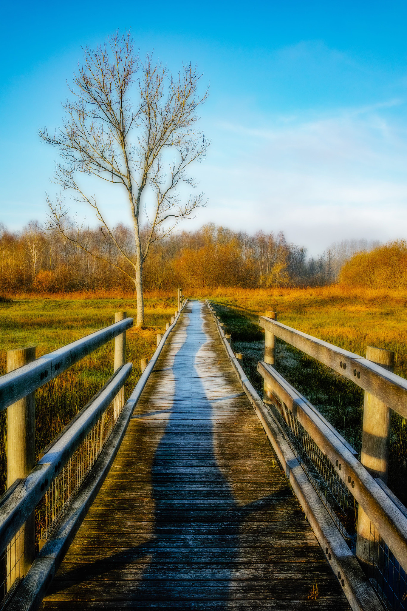 Sigma dp1 Quattro + 1006 sample photo. Sunrise at the marshland of Épisy photography