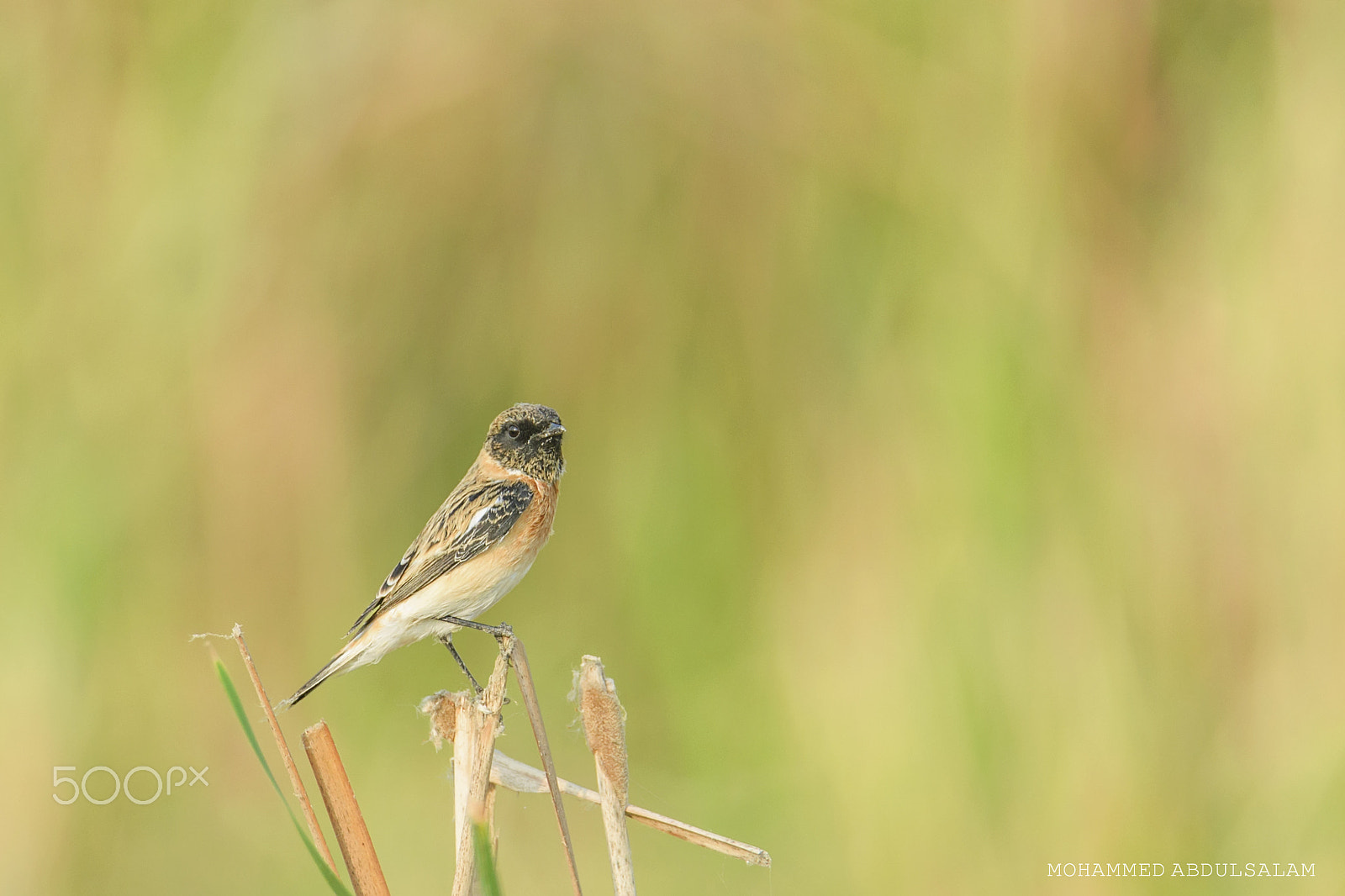 Nikon D610 sample photo. Bird photography