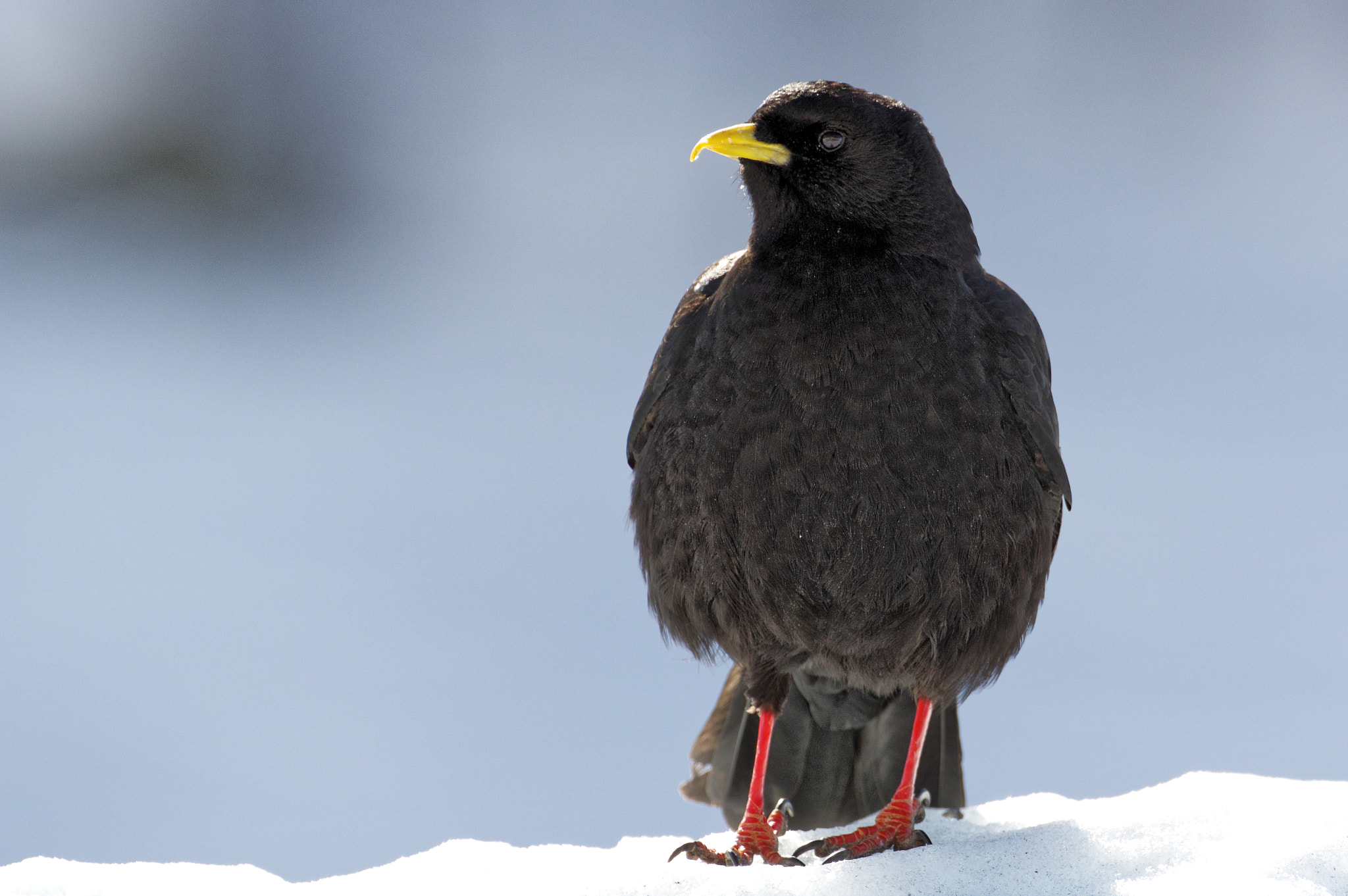 Pentax K-3 sample photo. Gracchio alpino - alpine chough photography