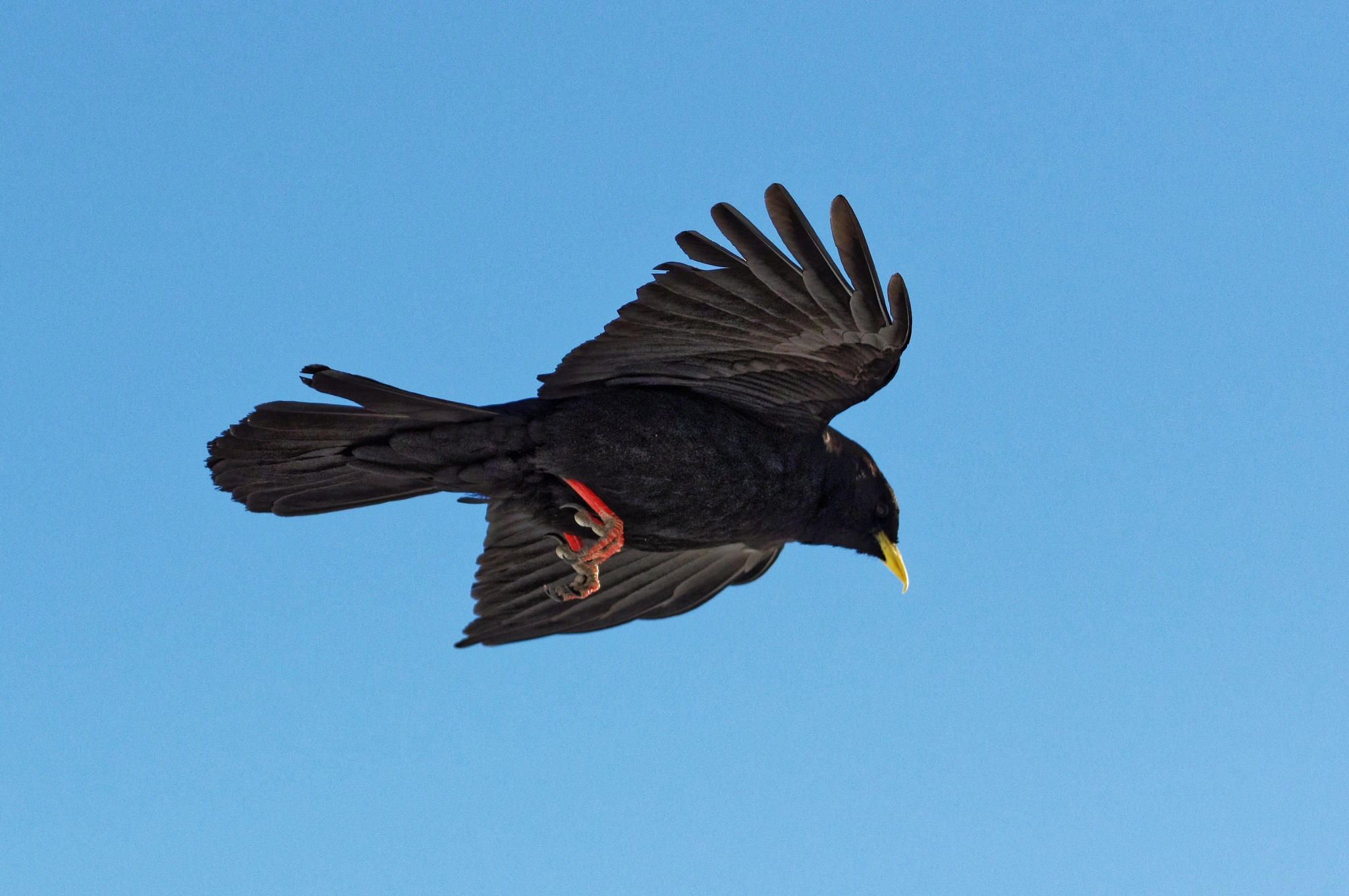 Pentax K-3 sample photo. Gracchio alpino - alpine chough photography