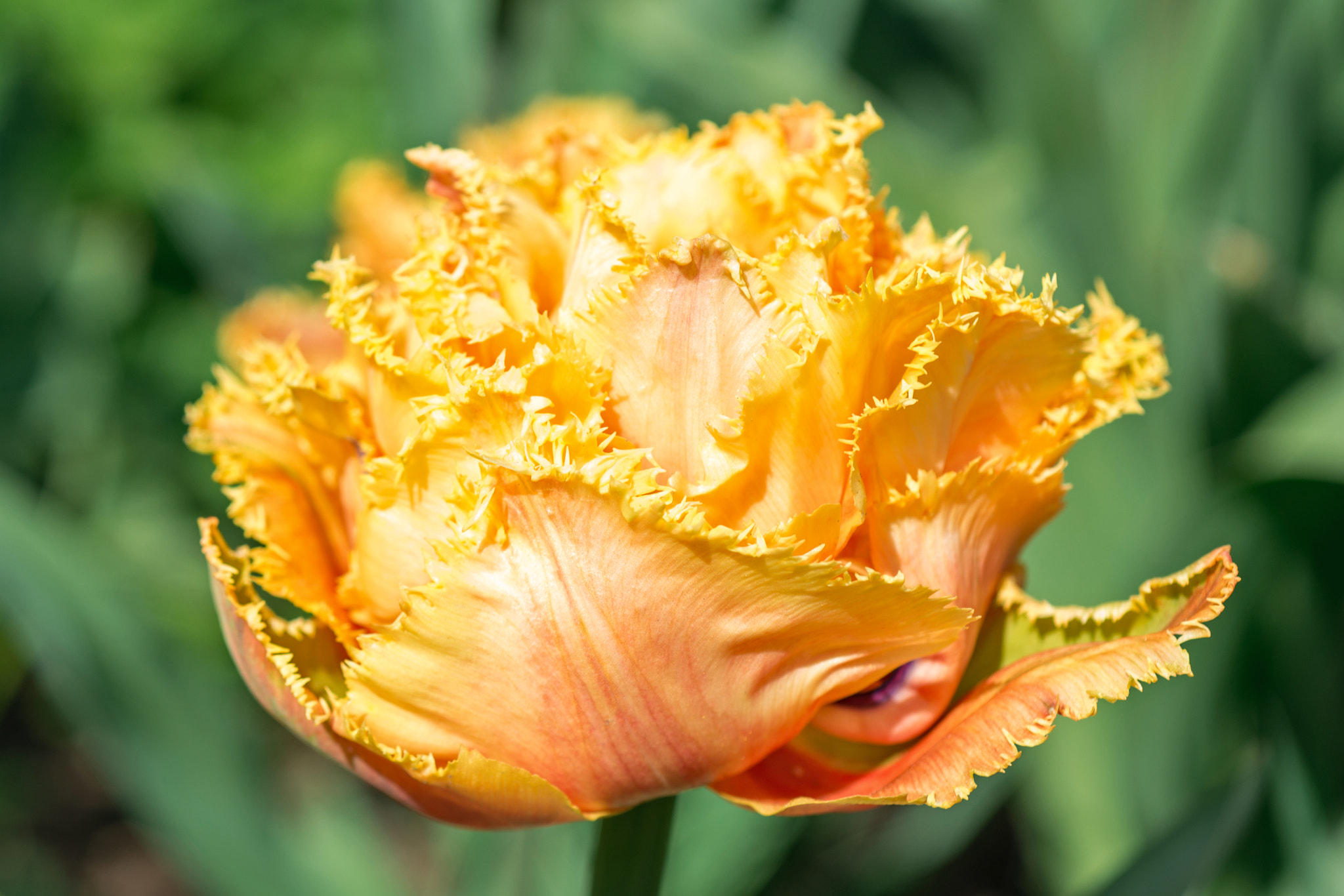 Nikon D800 sample photo. Flower orange tulip photography