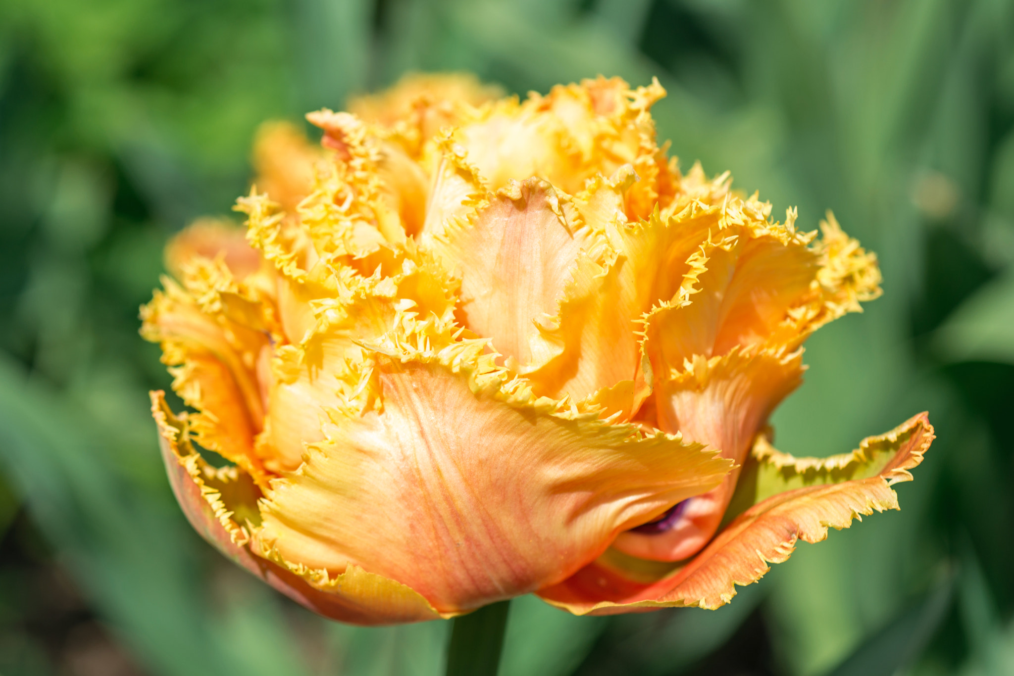 Nikon D800 + Nikon AF Micro-Nikkor 60mm F2.8D sample photo. Flower orange tulip photography