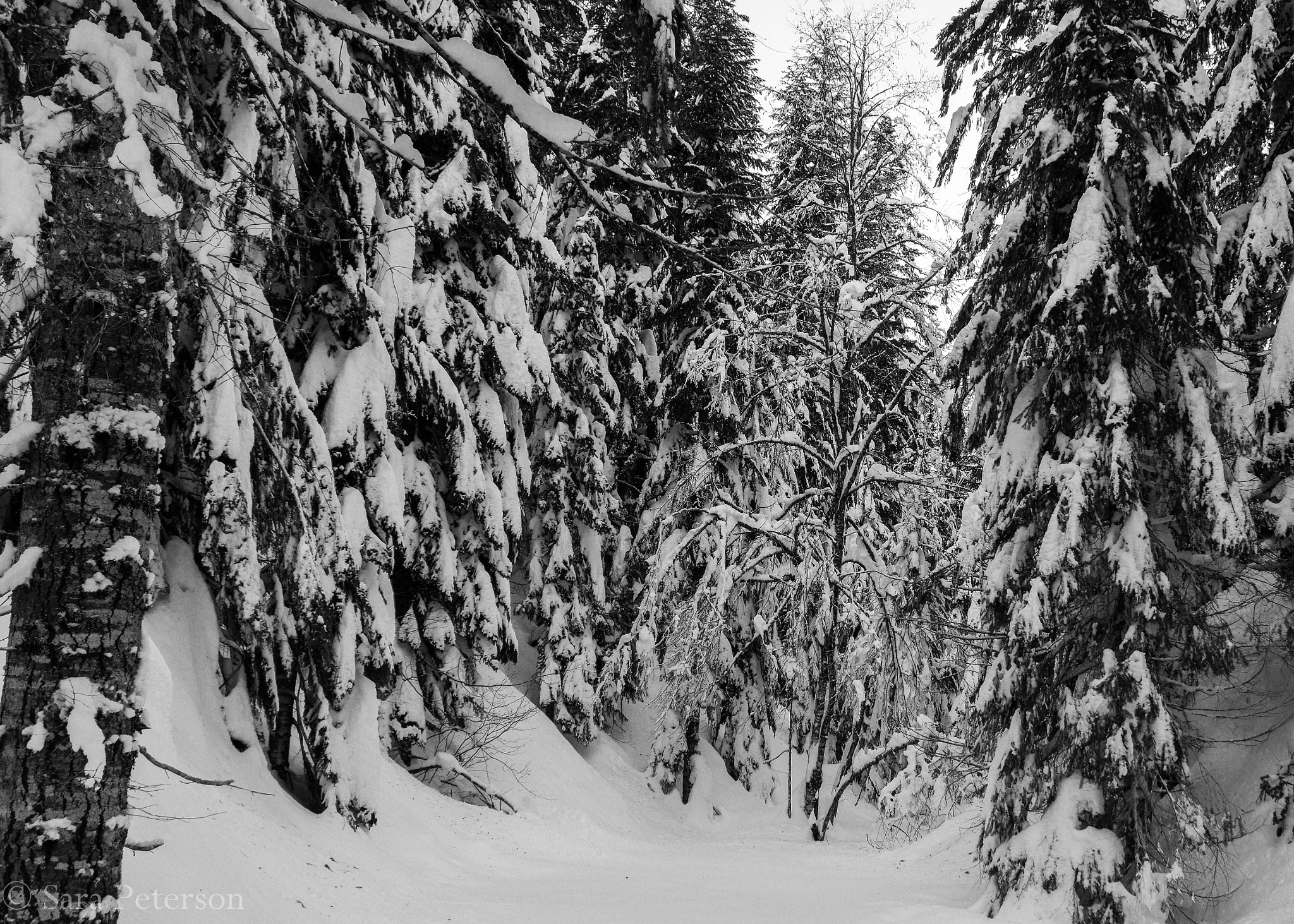Pentax smc DA 21mm F3.2 AL Limited sample photo. Winter black and white photography