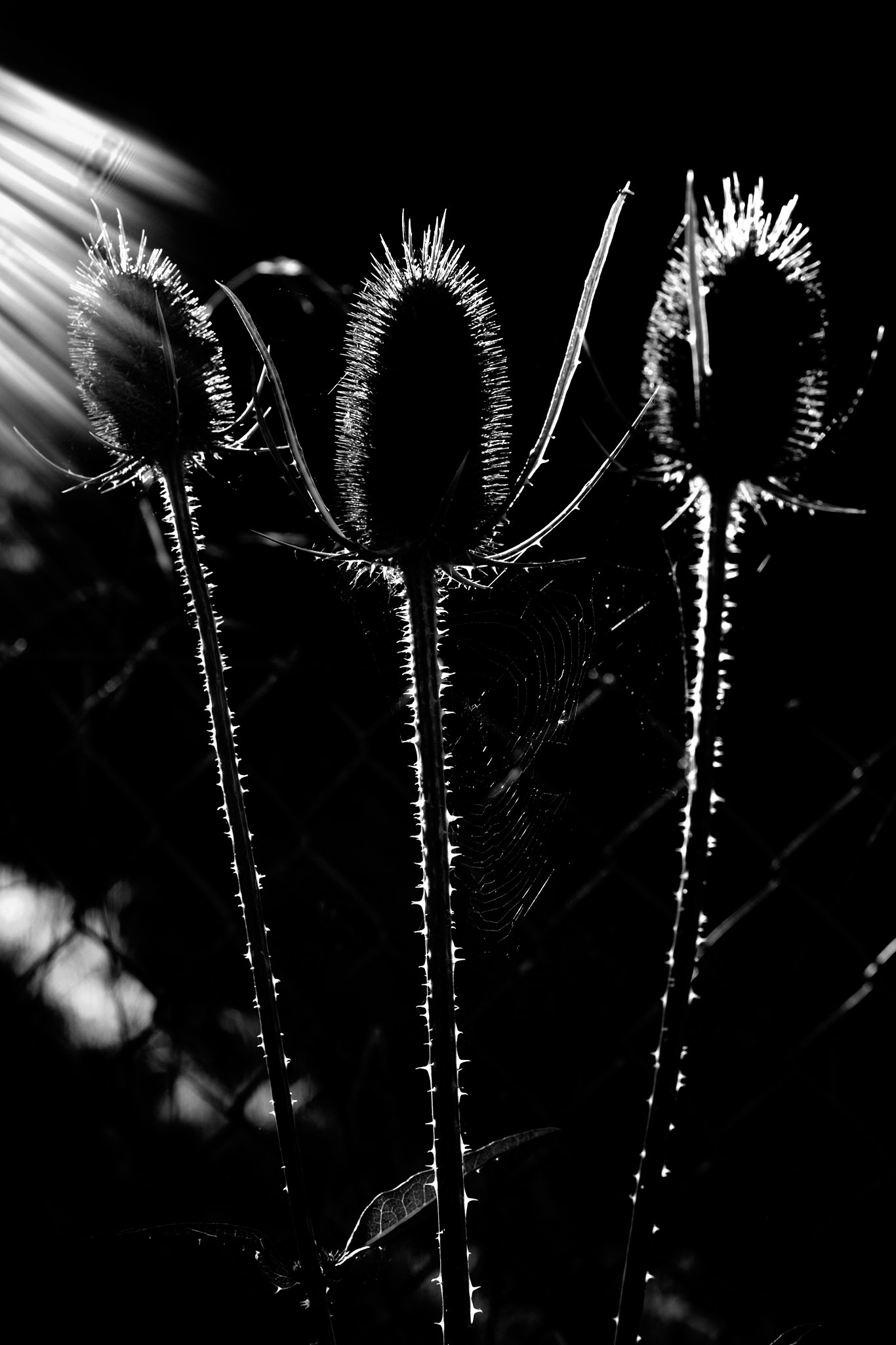 Fujifilm X-T1 + Fujifilm XF 60mm F2.4 R Macro sample photo. Les trois compères..the three compères .. photography