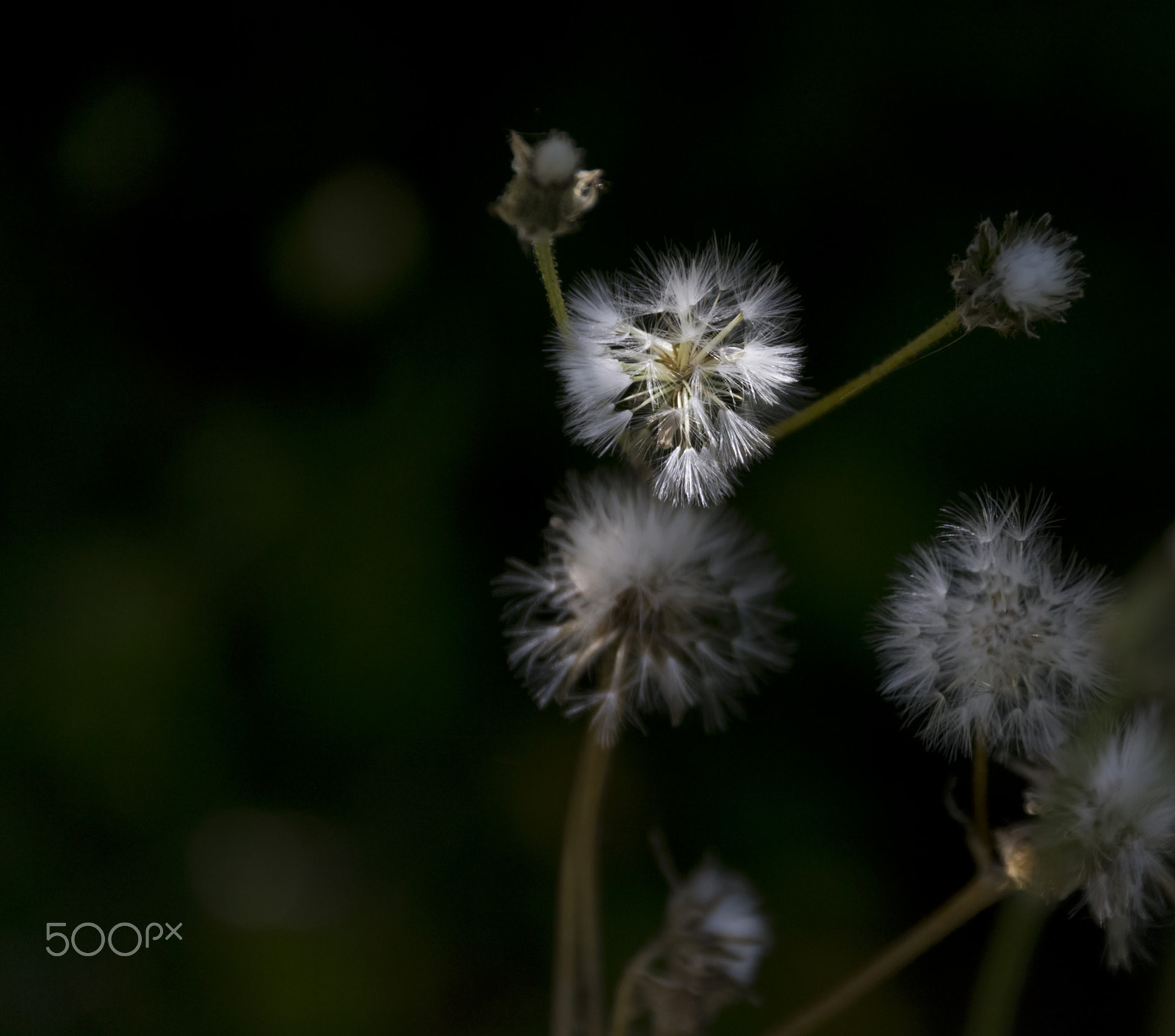 Sigma 18-250mm F3.5-6.3 DC Macro OS HSM sample photo. ...naturalmente elegante... photography