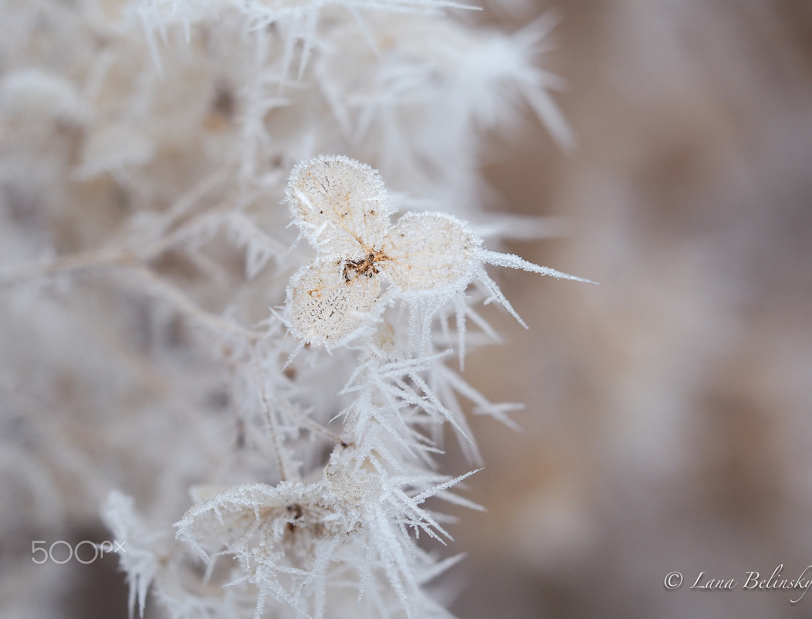 Olympus M.Zuiko Digital ED 60mm F2.8 Macro sample photo. Tenderness disguised photography