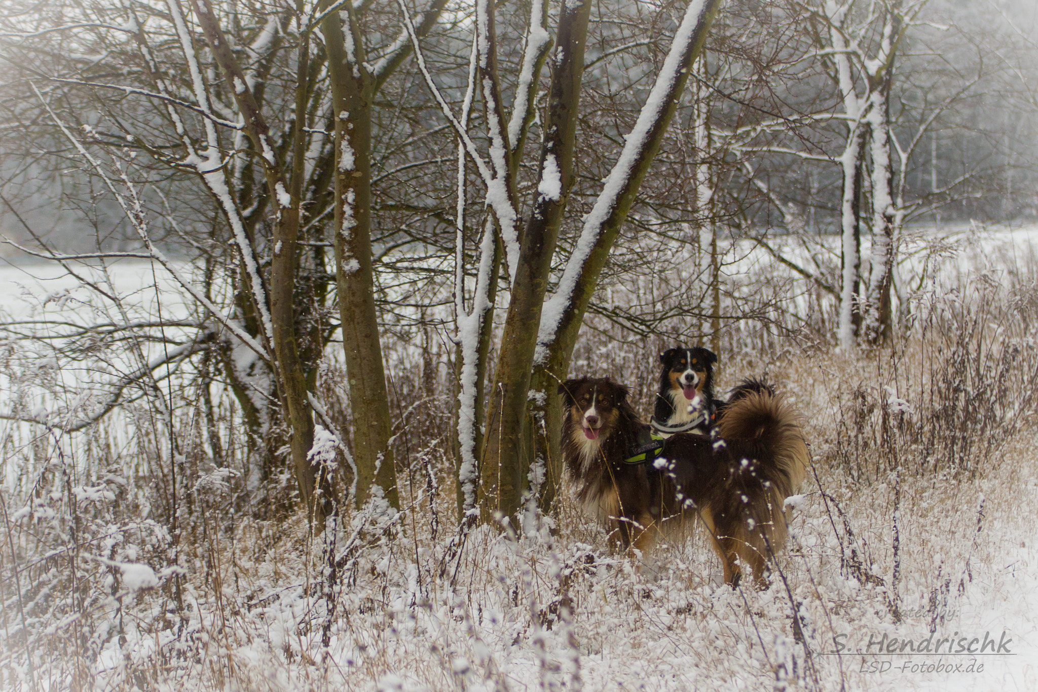 Canon EOS 550D (EOS Rebel T2i / EOS Kiss X4) sample photo. Mini shepherd in the snow photography
