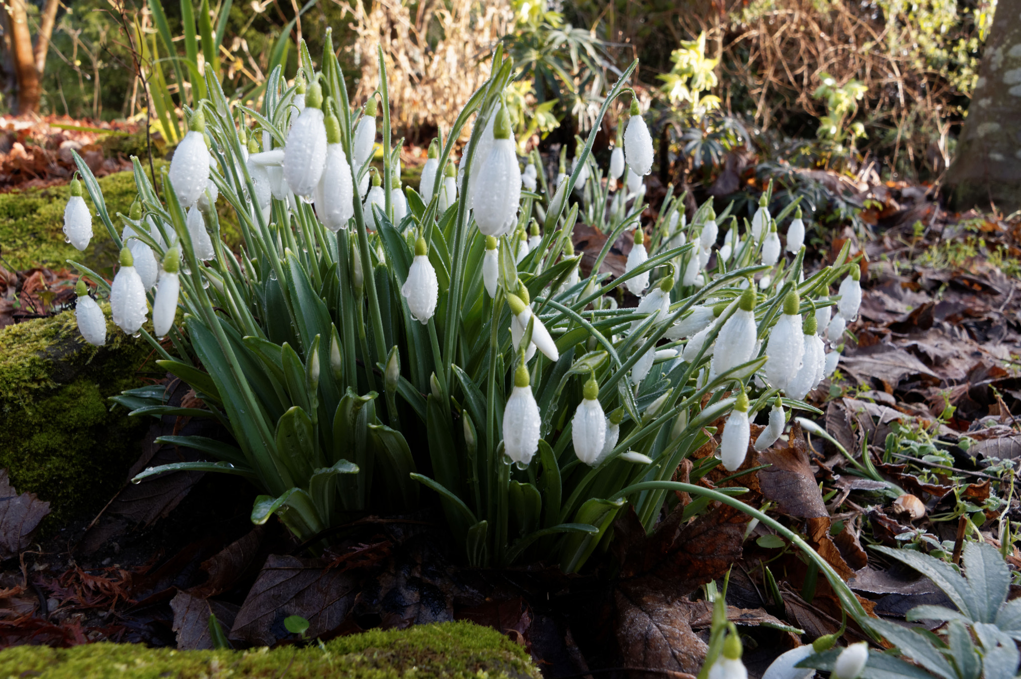 Pentax K-3 II sample photo. Snow drops photography