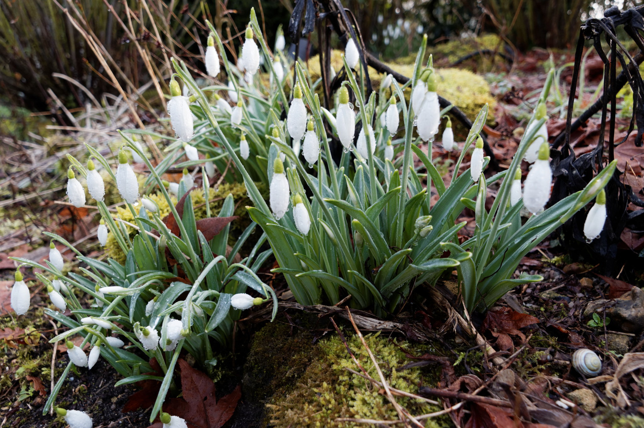 Pentax K-3 II sample photo. Snow drops photography