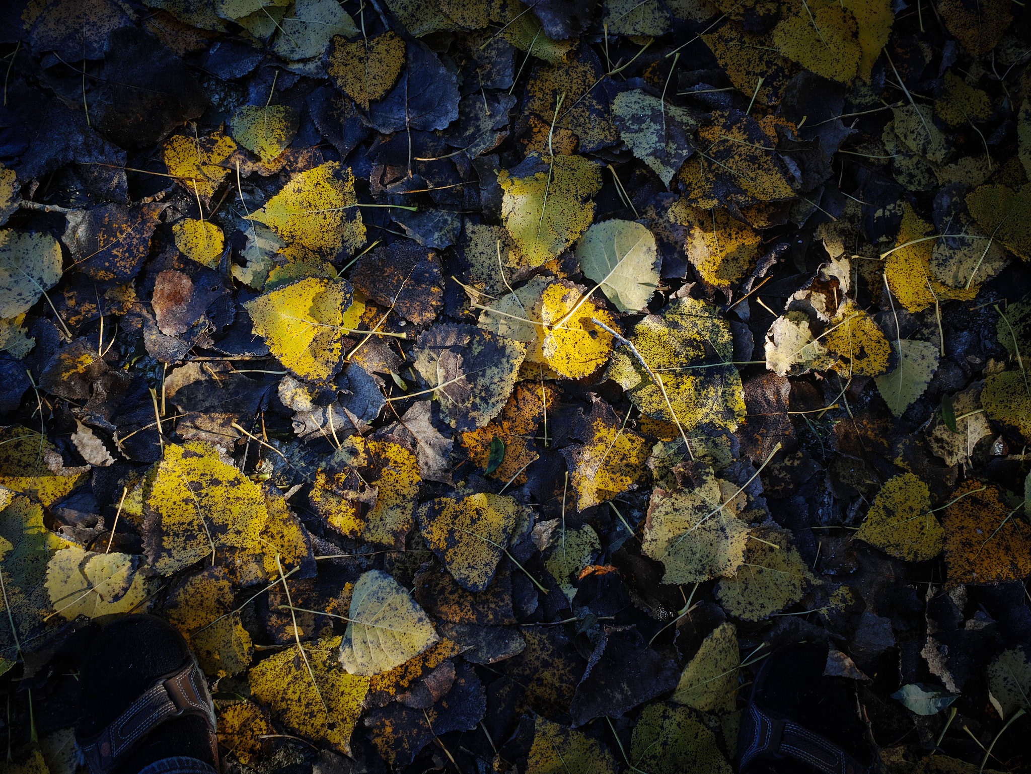 Sigma dp1 Quattro sample photo. Autumn's leaves photography