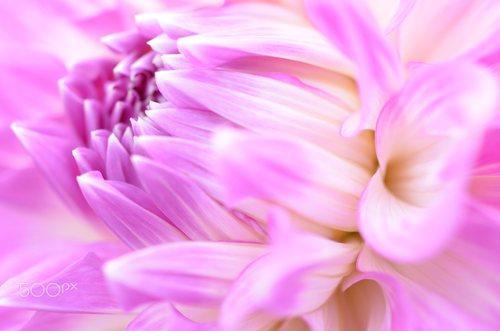 Nikon D7000 + Sigma 50mm F2.8 EX DG Macro sample photo. Purple dahlia photography