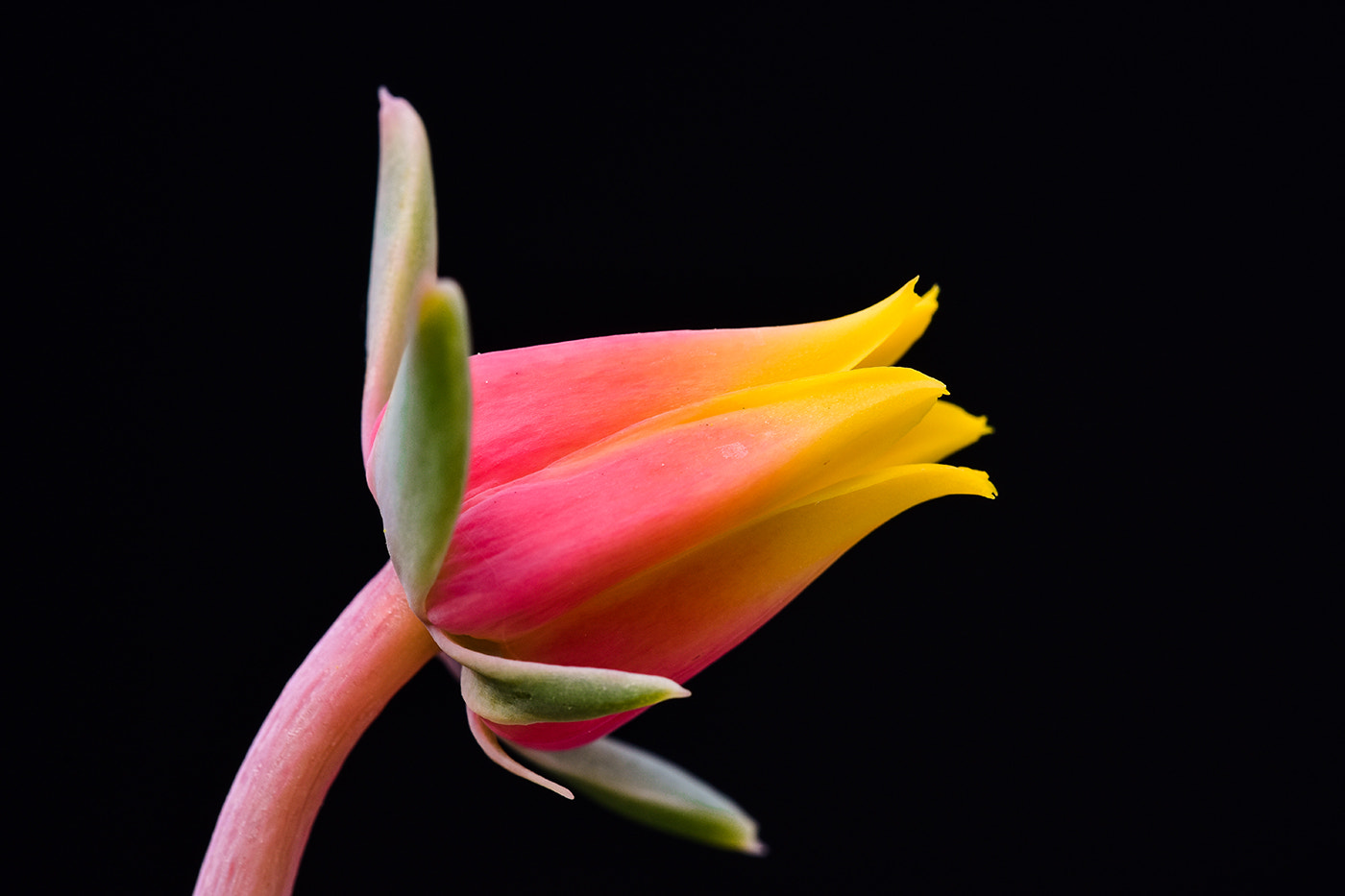 Sigma 150mm F2.8 EX DG Macro HSM sample photo. Flower photography