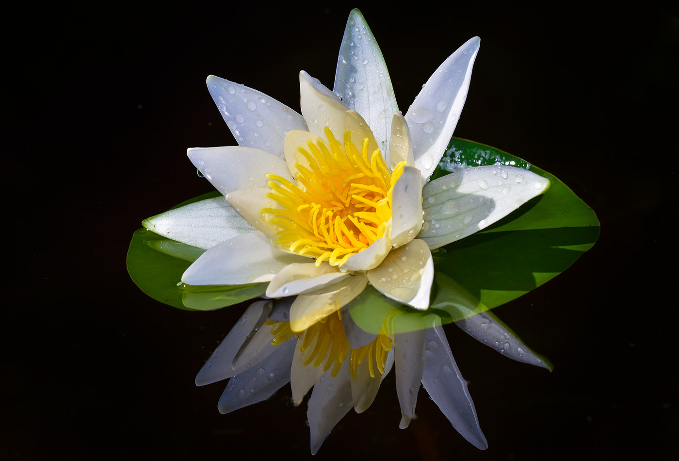 Nikon D7200 sample photo. Waterlily photography