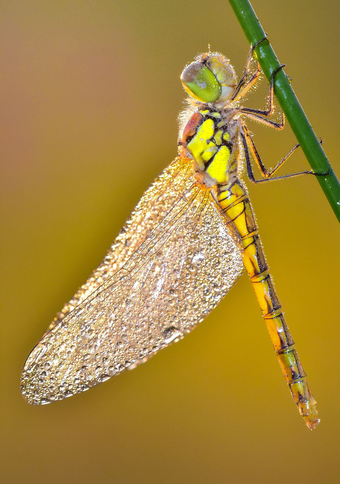 Sigma 150mm F2.8 EX DG Macro HSM sample photo. Dragonfly photography