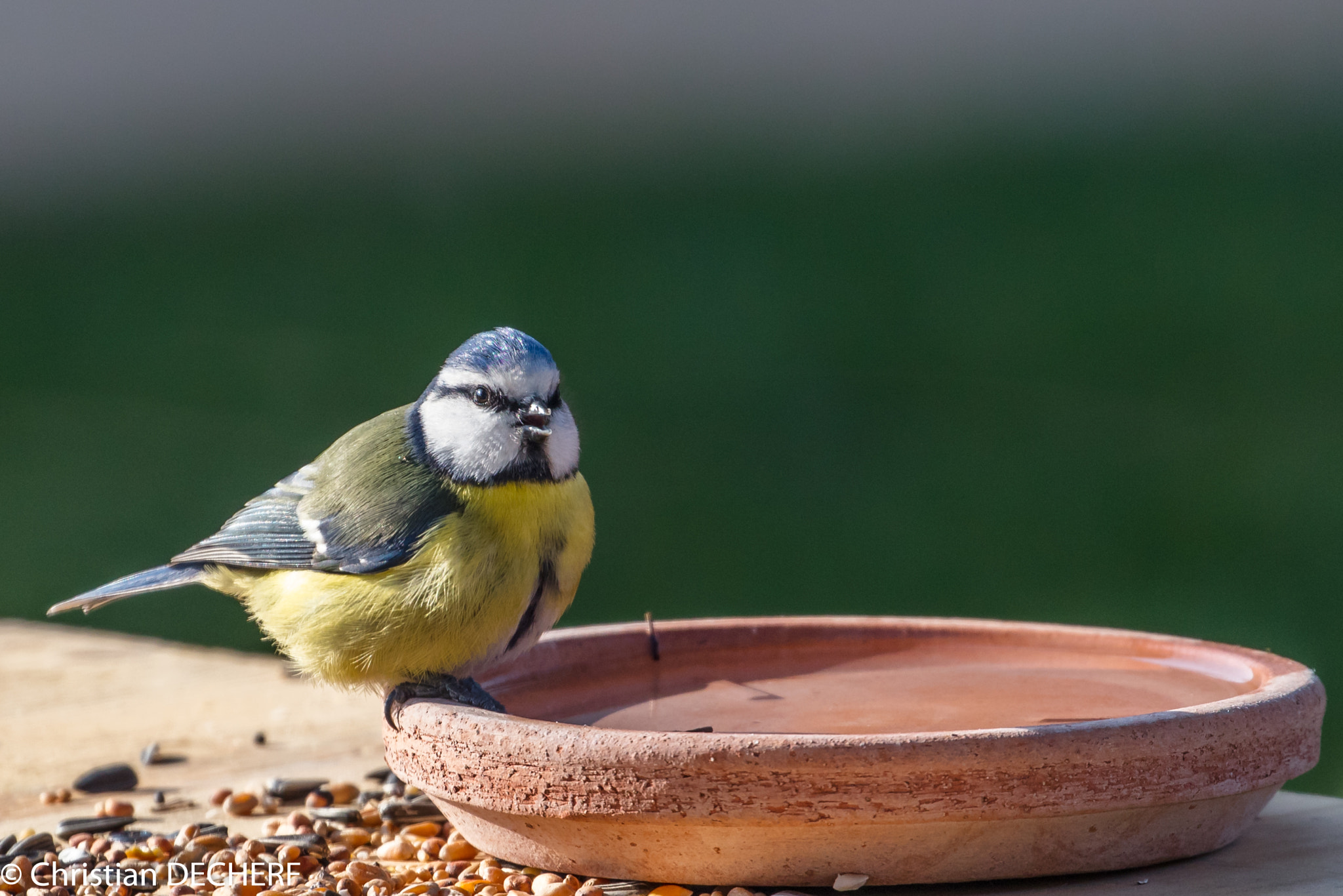 Canon EOS 5DS R sample photo. Une mésange bleu au jardin. photography