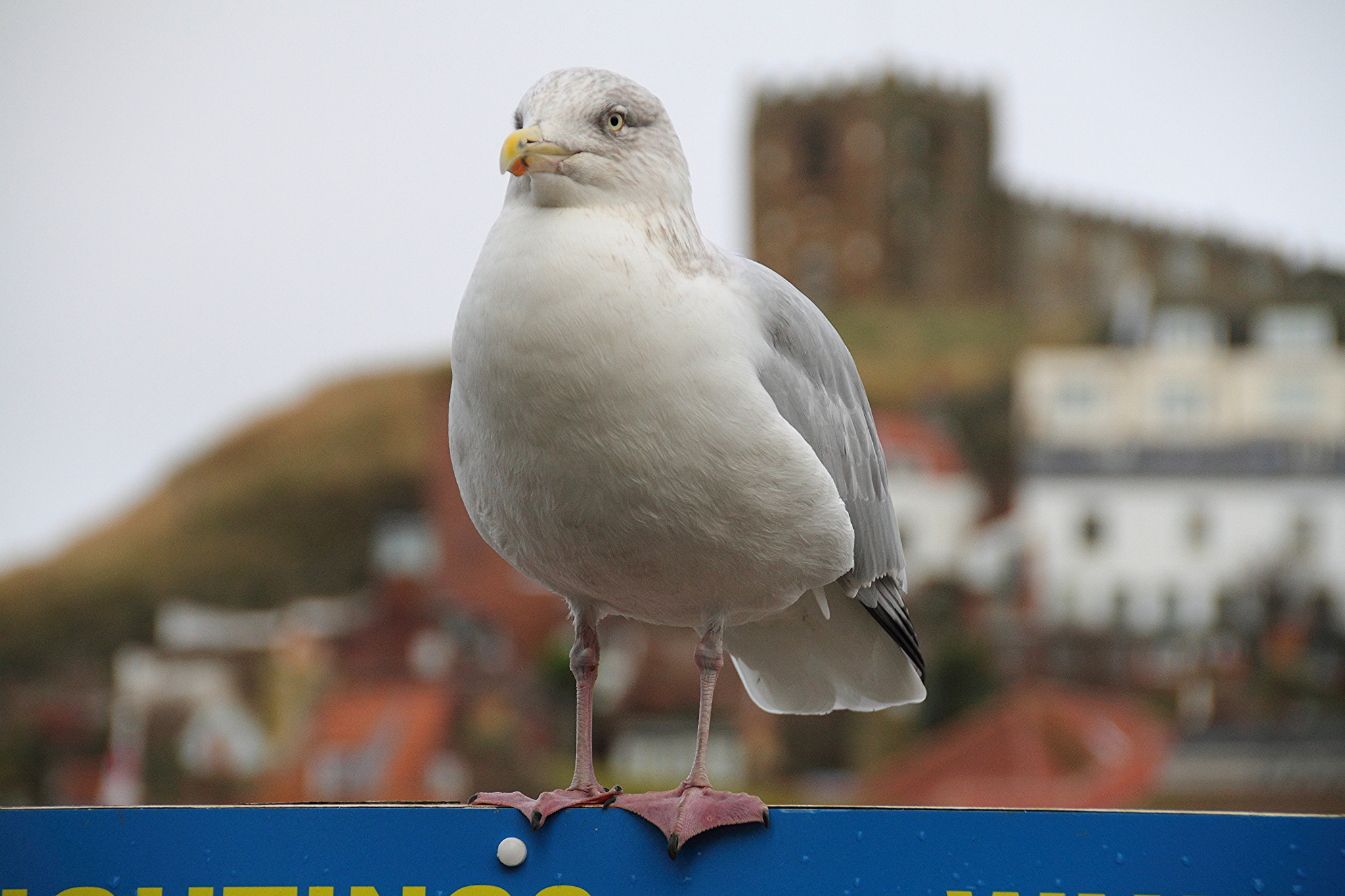 Canon EOS 7D sample photo. Seagull at whitby photography