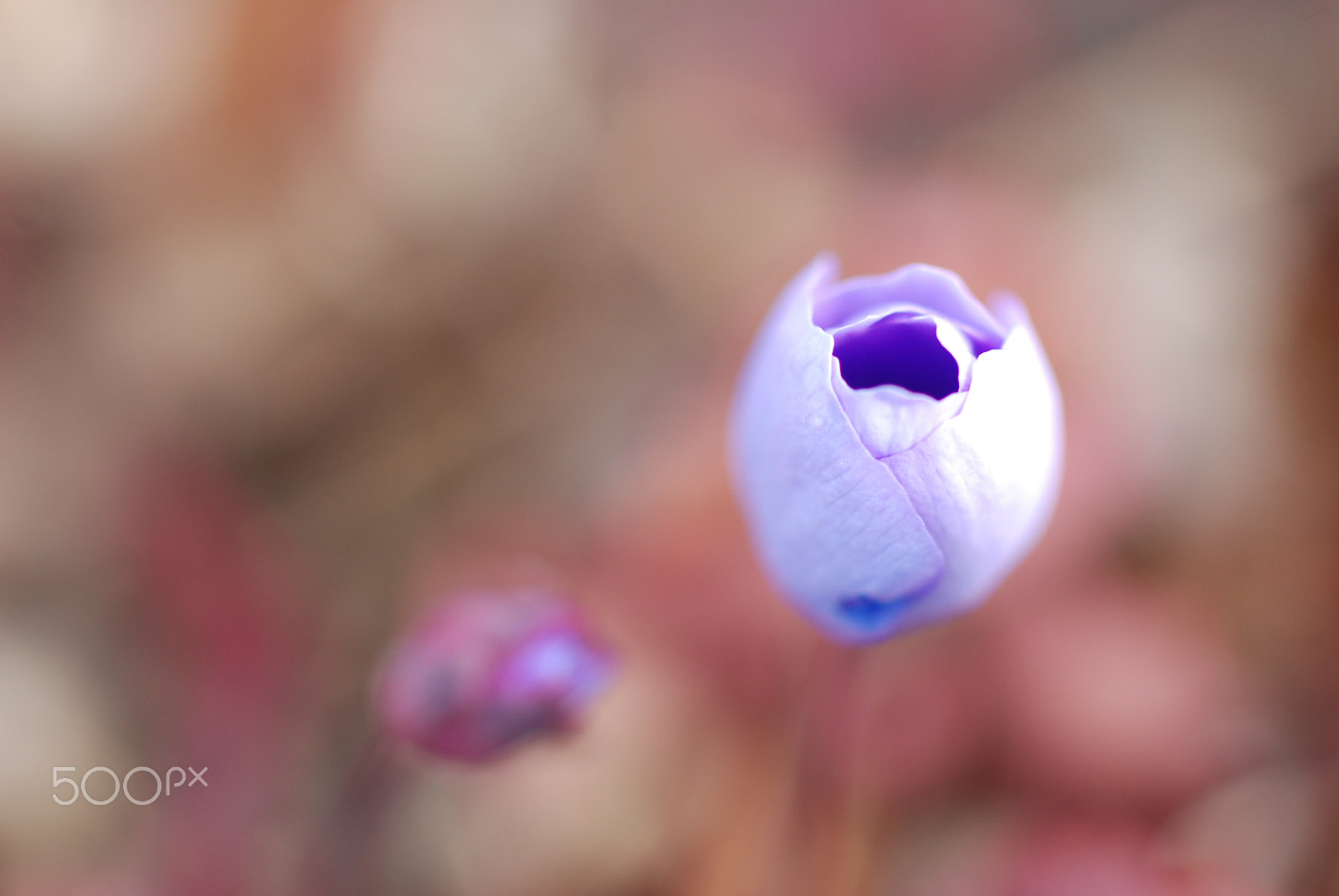 Nikon D80 sample photo. First flower bud in spring photography
