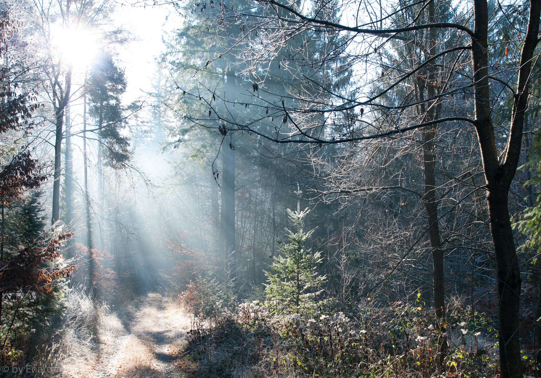 Nikon D300S + Nikon AF-S Nikkor 24mm F1.4G ED sample photo. Wintermorning photography