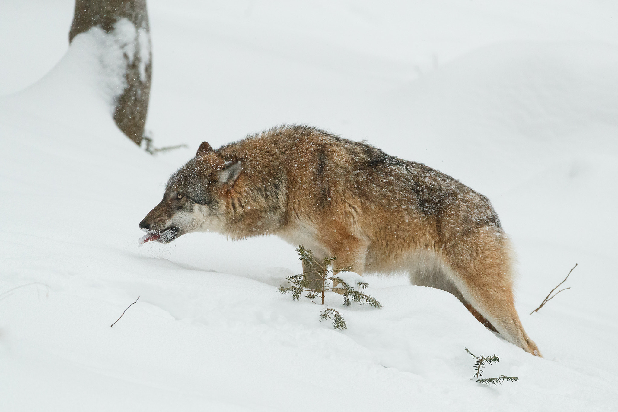 Canon EF 200-400mm F4L IS USM Extender 1.4x sample photo. Licking the snow photography