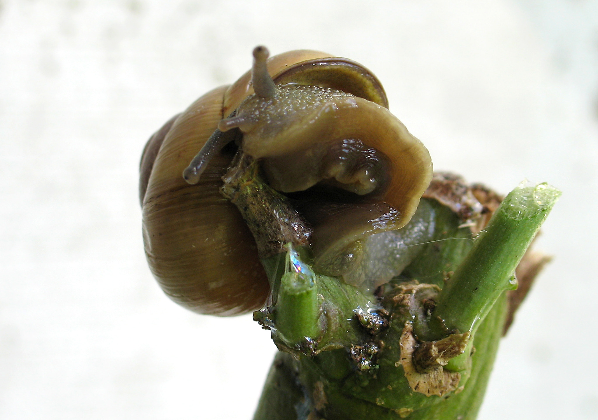 Canon POWERSHOT G6 sample photo. Snail photography