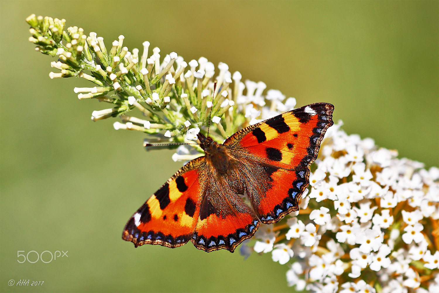 Sigma APO Macro 150mm f/2.8 EX DG HSM sample photo. Small tortoiseshell (aglais urticae l.) photography