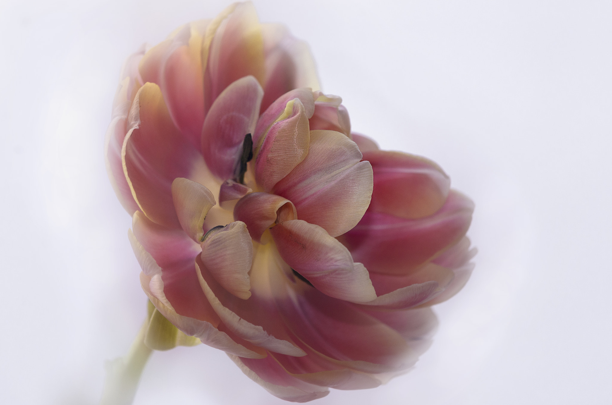 Nikon AF-S DX Micro-Nikkor 85mm F3.5G ED VR sample photo. Tulip 2 photography