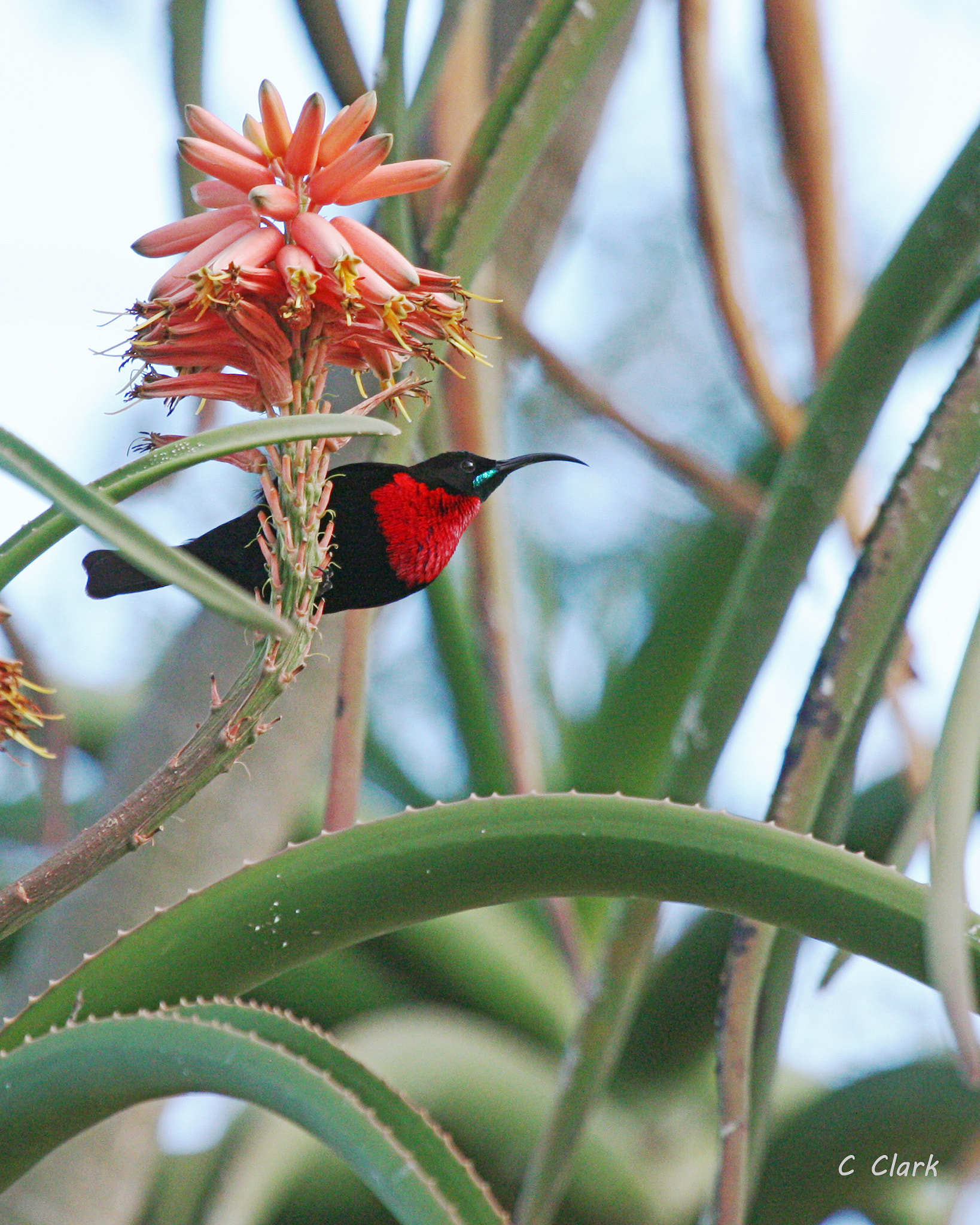 Canon EF 100-400mm F4.5-5.6L IS USM sample photo. Scarlet-chested sunbird, male photography