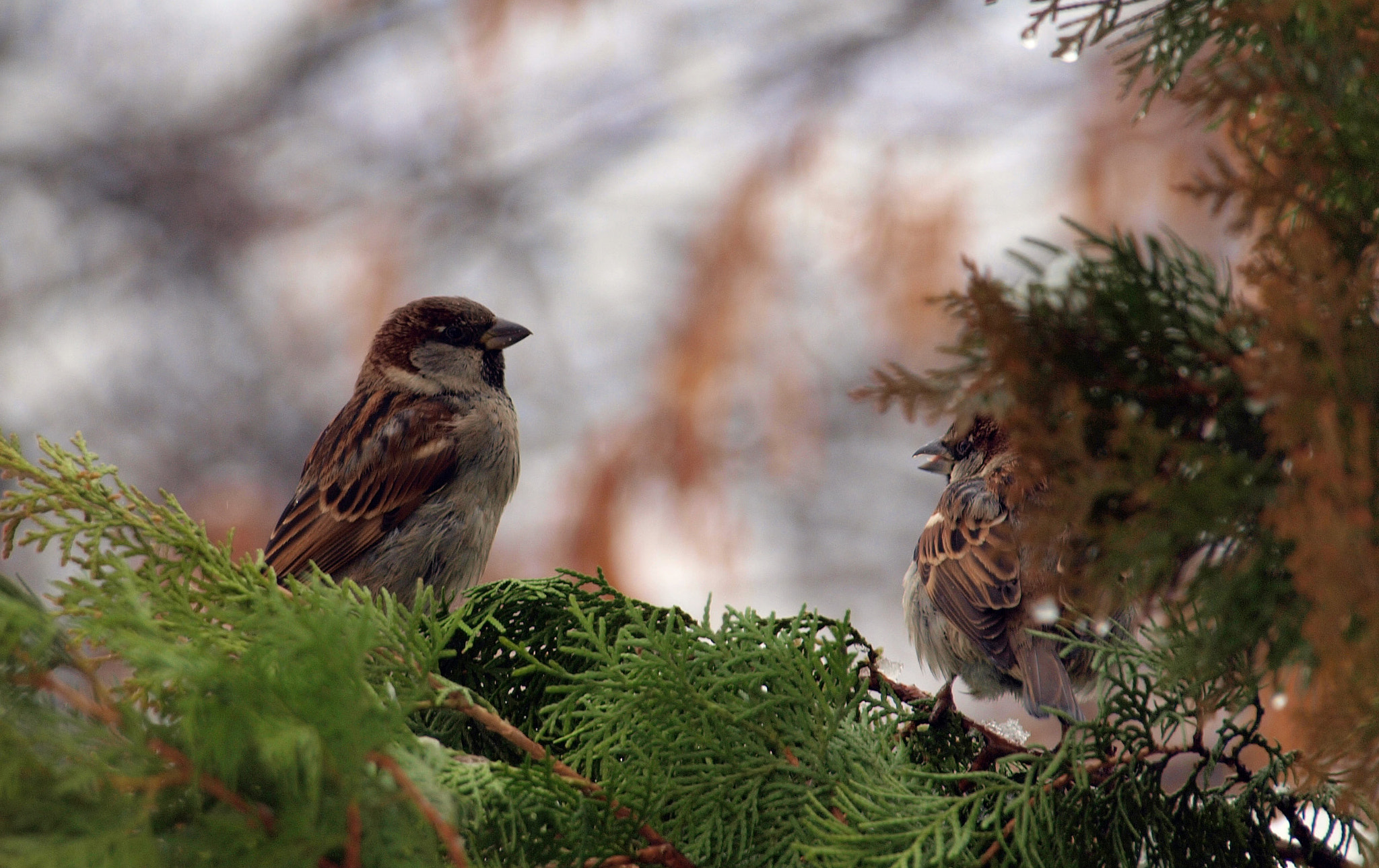 Olympus E-520 (EVOLT E-520) + Olympus Zuiko Digital ED 40-150mm F4.0-5.6 sample photo. Birds photography