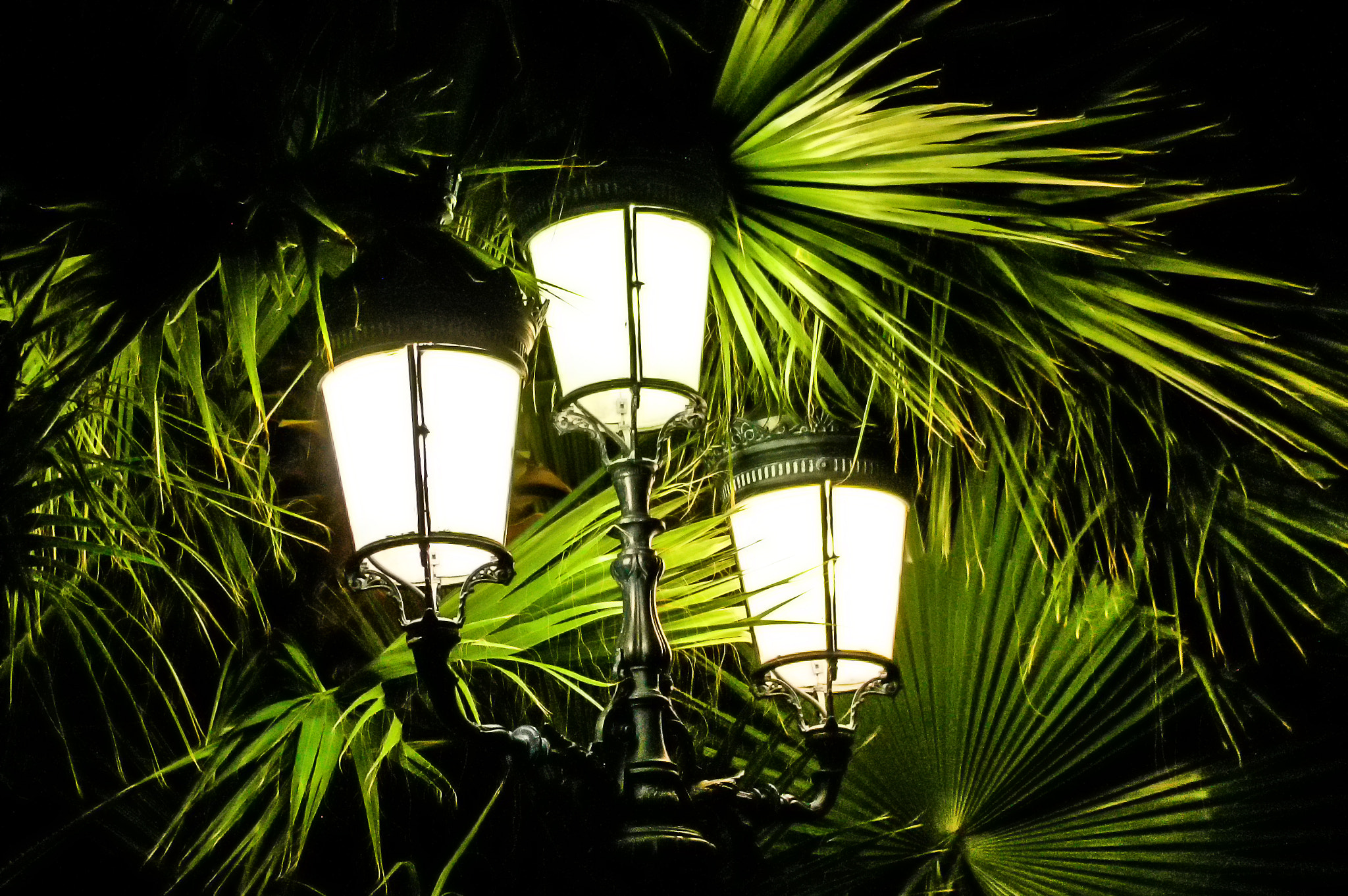 Pentax K100D Super + Pentax smc DA 18-55mm F3.5-5.6 AL sample photo. Sous les palmiers de monaco... photography