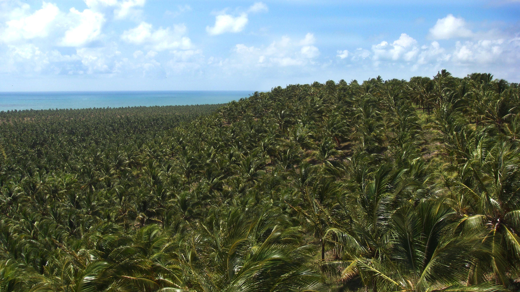 Sony DSC-T200 sample photo. Coconut sea. gunga. alagoas. brazil photography